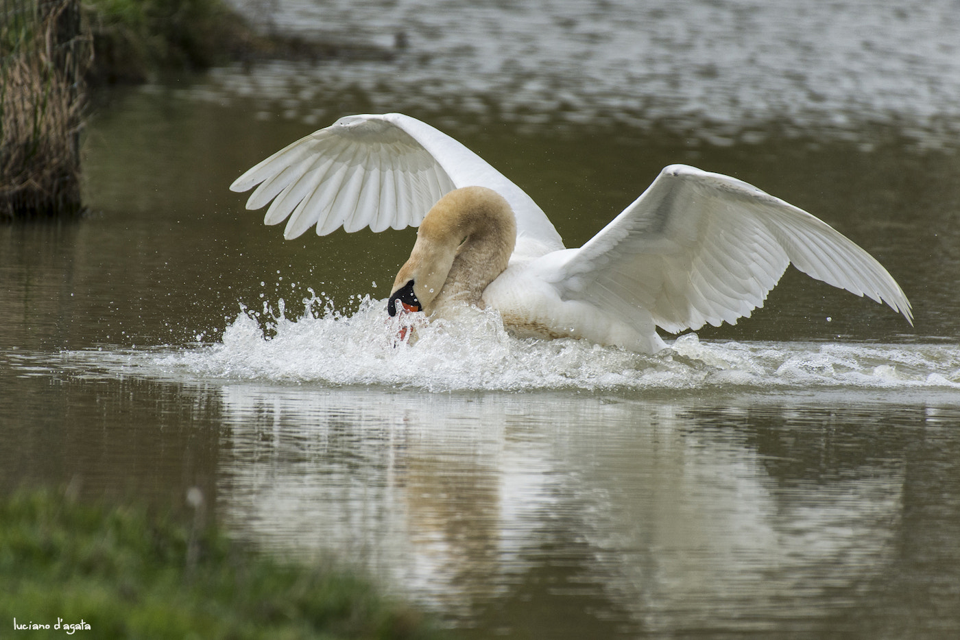 Nikon AF-S Nikkor 200-500mm F5.6E ED VR sample photo. Landing... photography