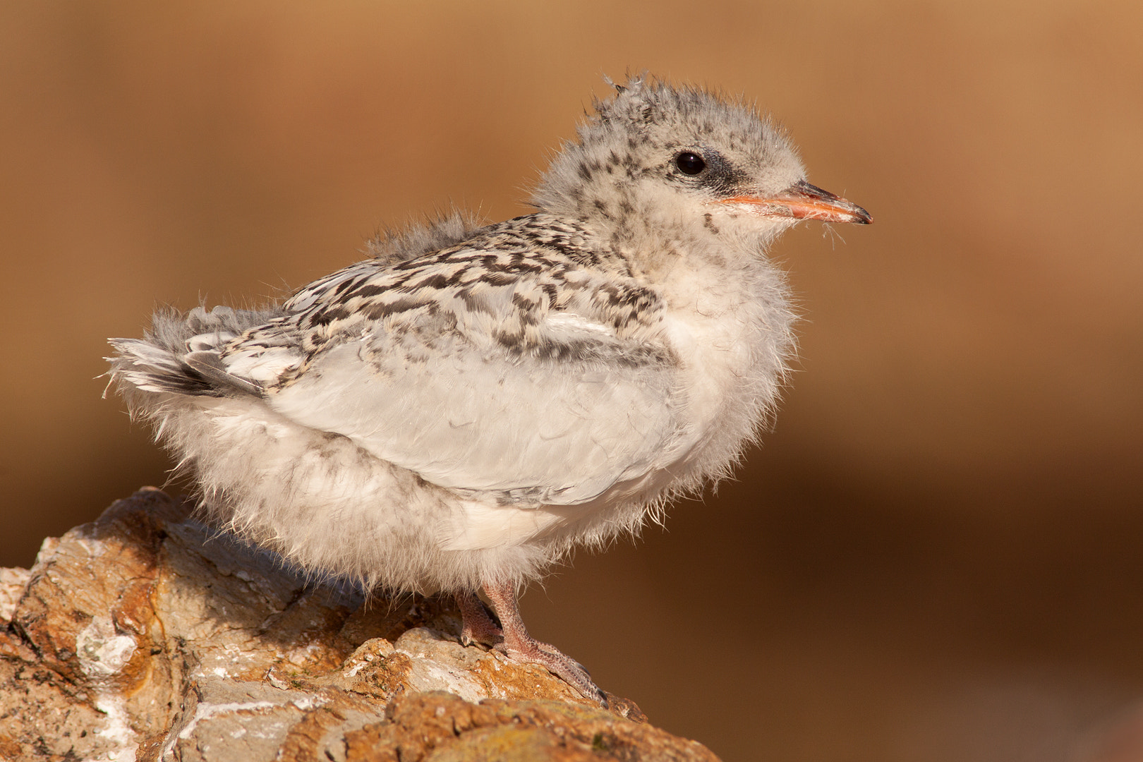 Canon EOS 50D + Canon EF 400mm F5.6L USM sample photo. Tern chick portrait photography