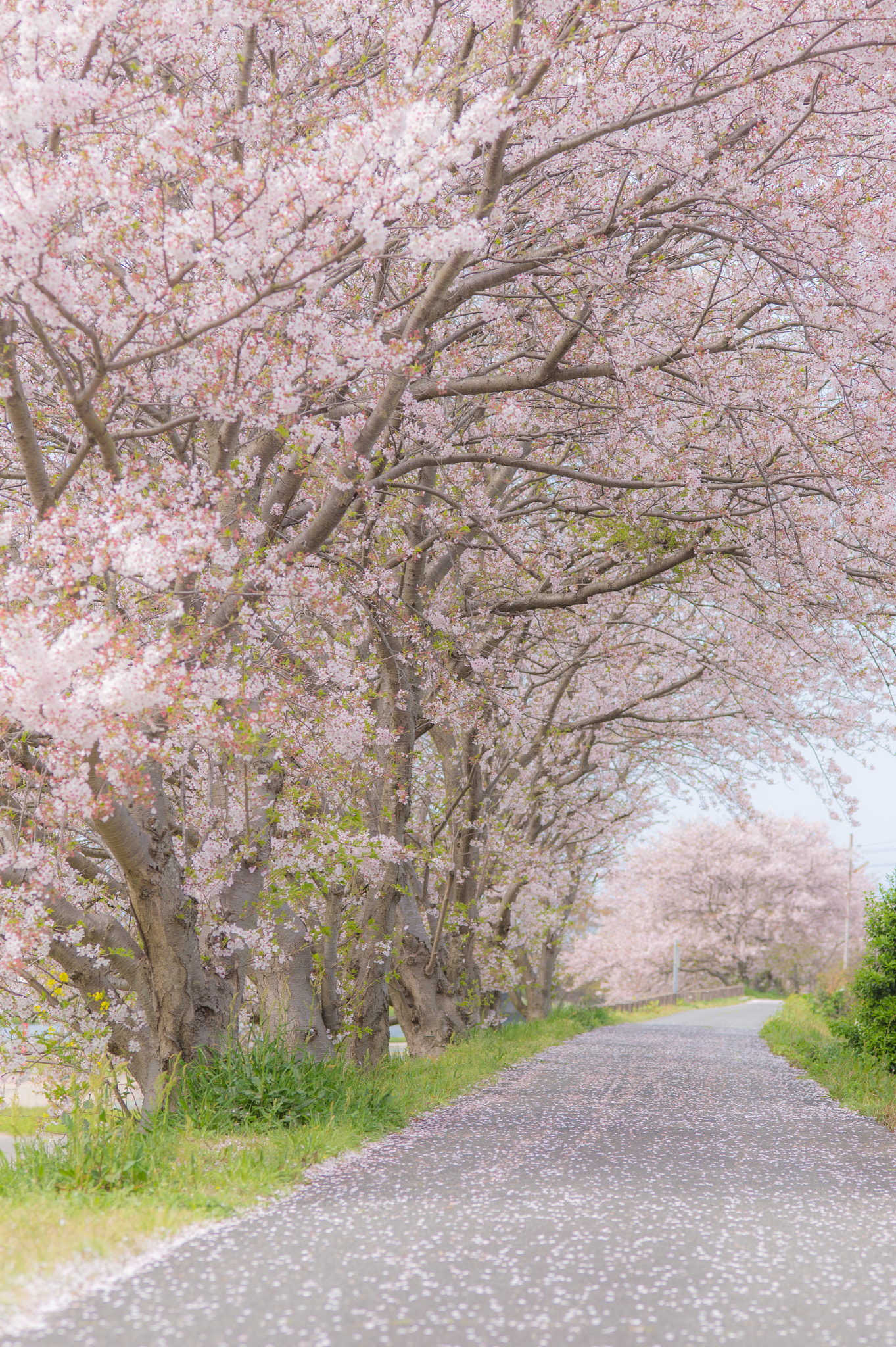 Nikon Df + ZEISS Makro-Planar T* 100mm F2 sample photo. Sakura road photography