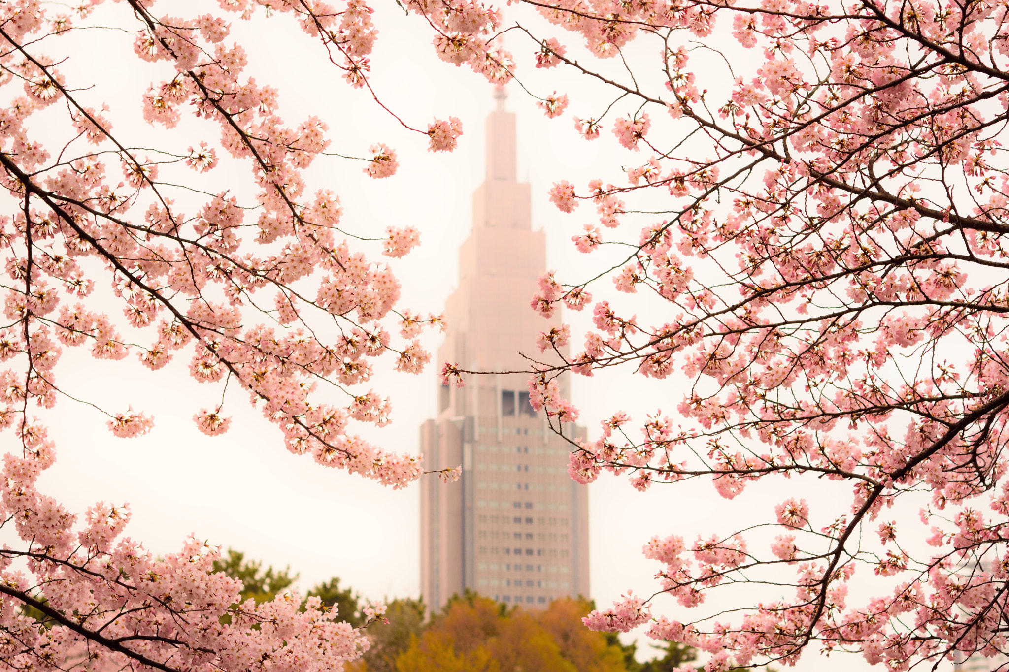 Nikon AF-S Micro-Nikkor 60mm F2.8G ED sample photo. Sakura photography
