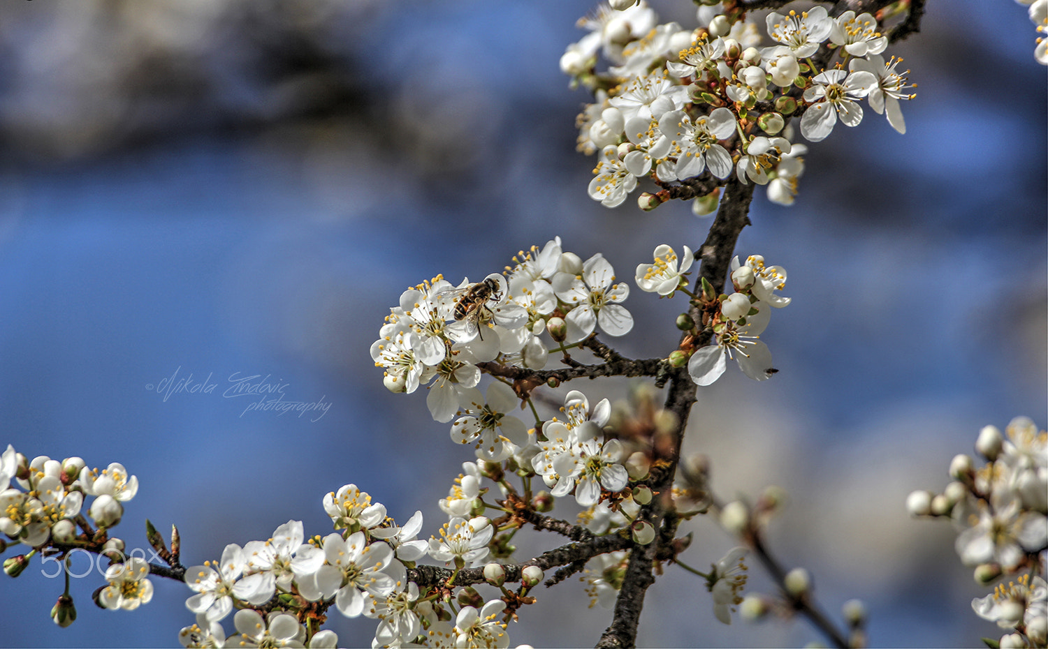Canon EOS 550D (EOS Rebel T2i / EOS Kiss X4) sample photo. Springtime in montenegro 2016 photography