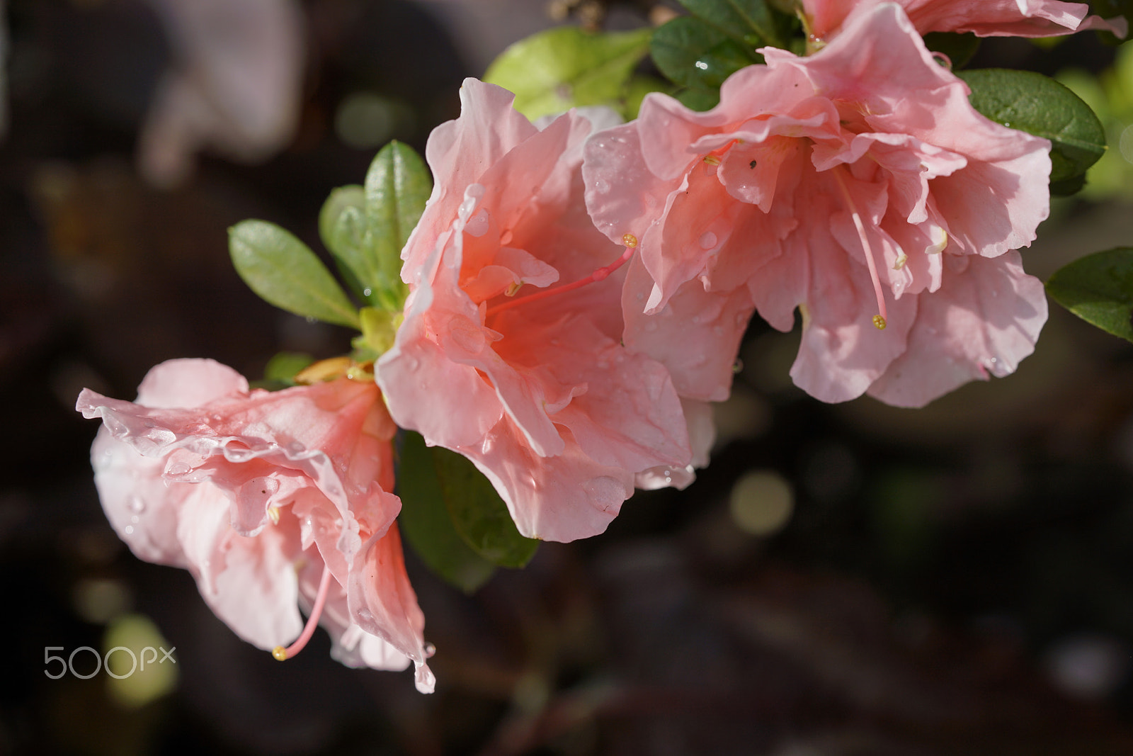 Sony a7R II + Sony FE 90mm F2.8 Macro G OSS sample photo. Spring in park photography