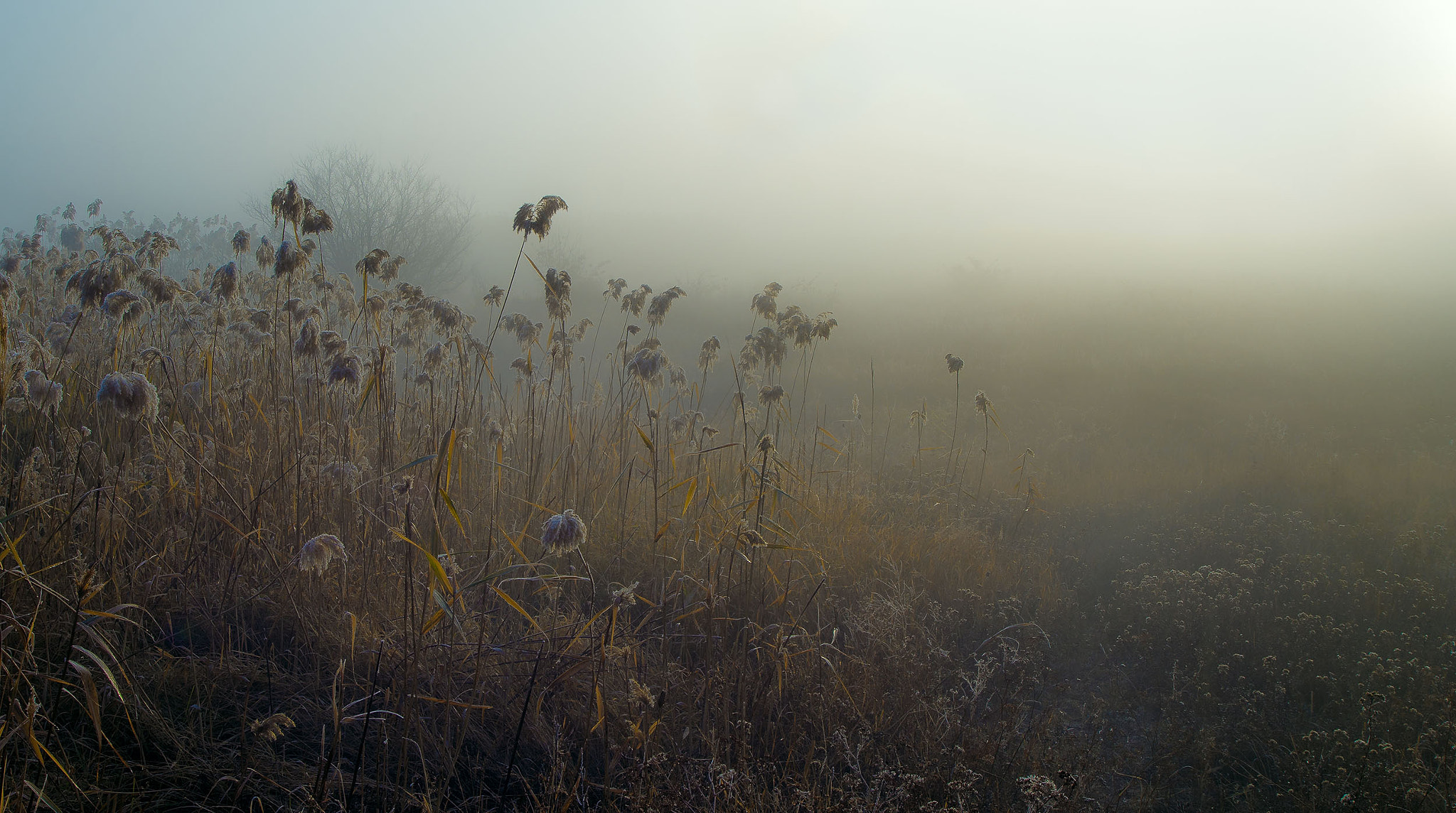 Nikon D7000 + Sigma 17-35mm F2.8-4 EX Aspherical sample photo. Fog on the grassland photography