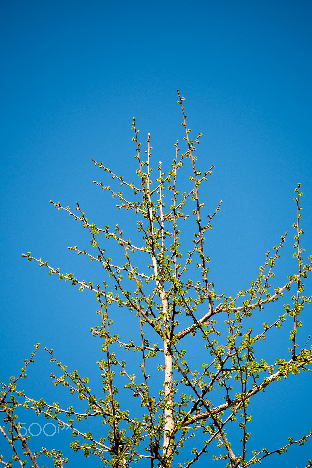 Panasonic Lumix G X Vario 35-100mm F2.8 OIS sample photo. Green photography