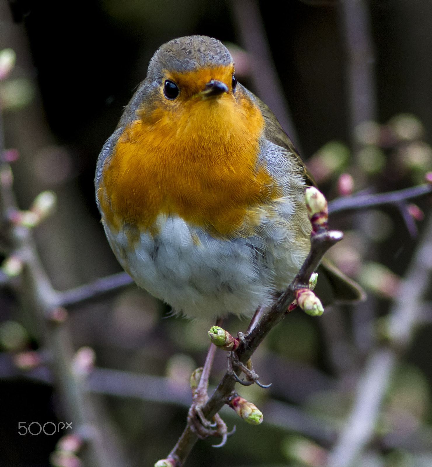 Canon EF 200mm f/2.8L II + 2x sample photo. Robin photography