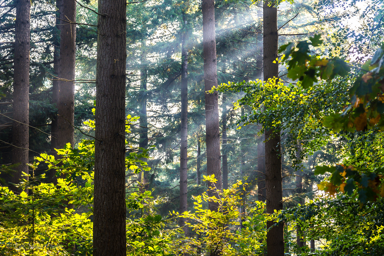 Nikon D7200 + Sigma 17-70mm F2.8-4 DC Macro OS HSM | C sample photo. Sunray in the forrest photography