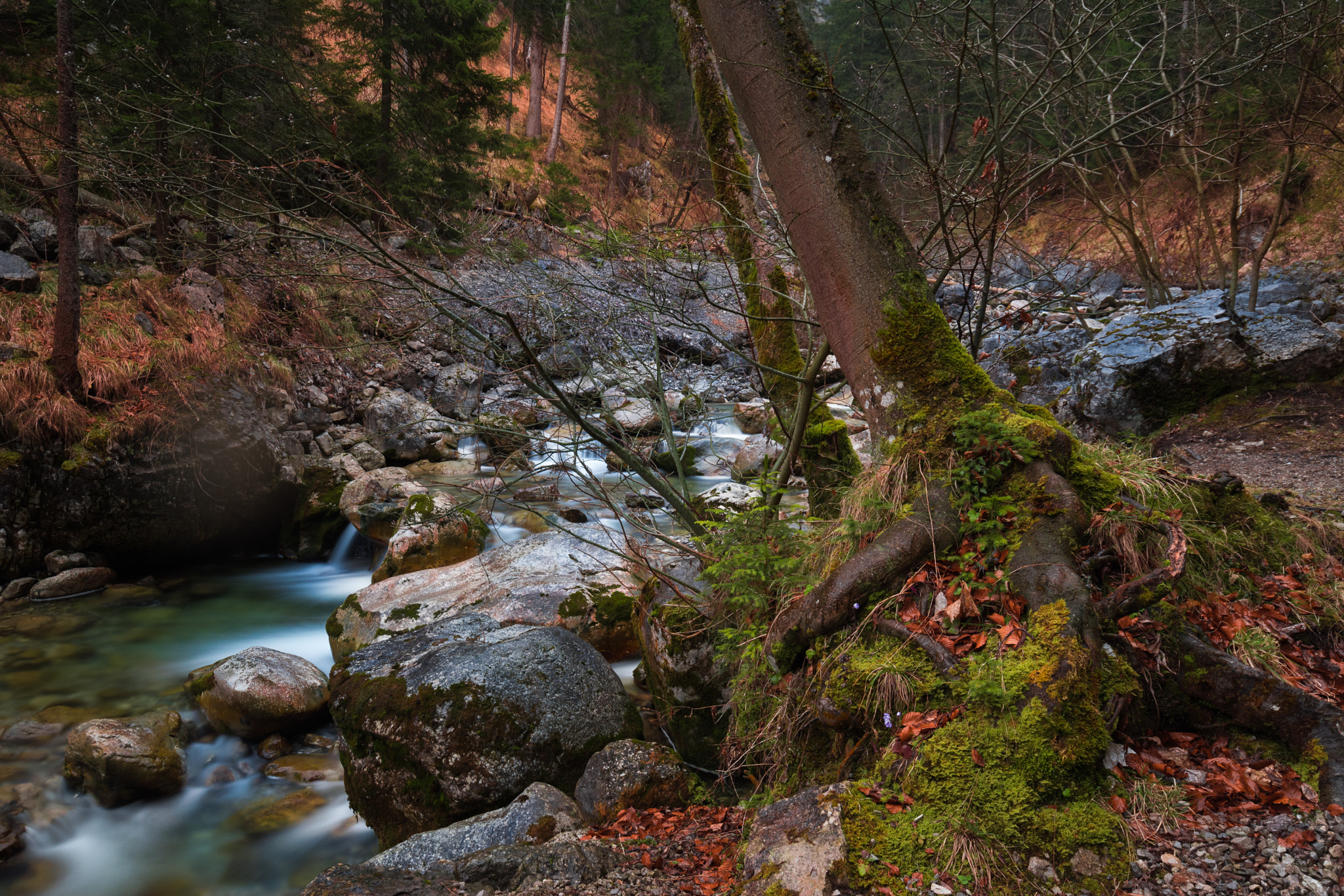 Sigma 10-20mm F4-5.6 EX DC HSM sample photo. Alps forest photography