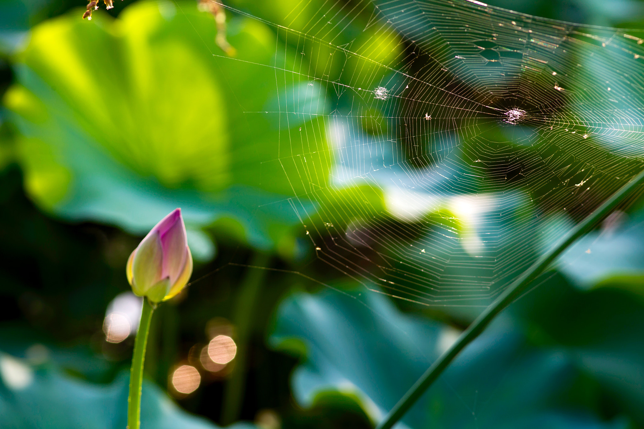 Canon EF 300mm F4L IS USM sample photo