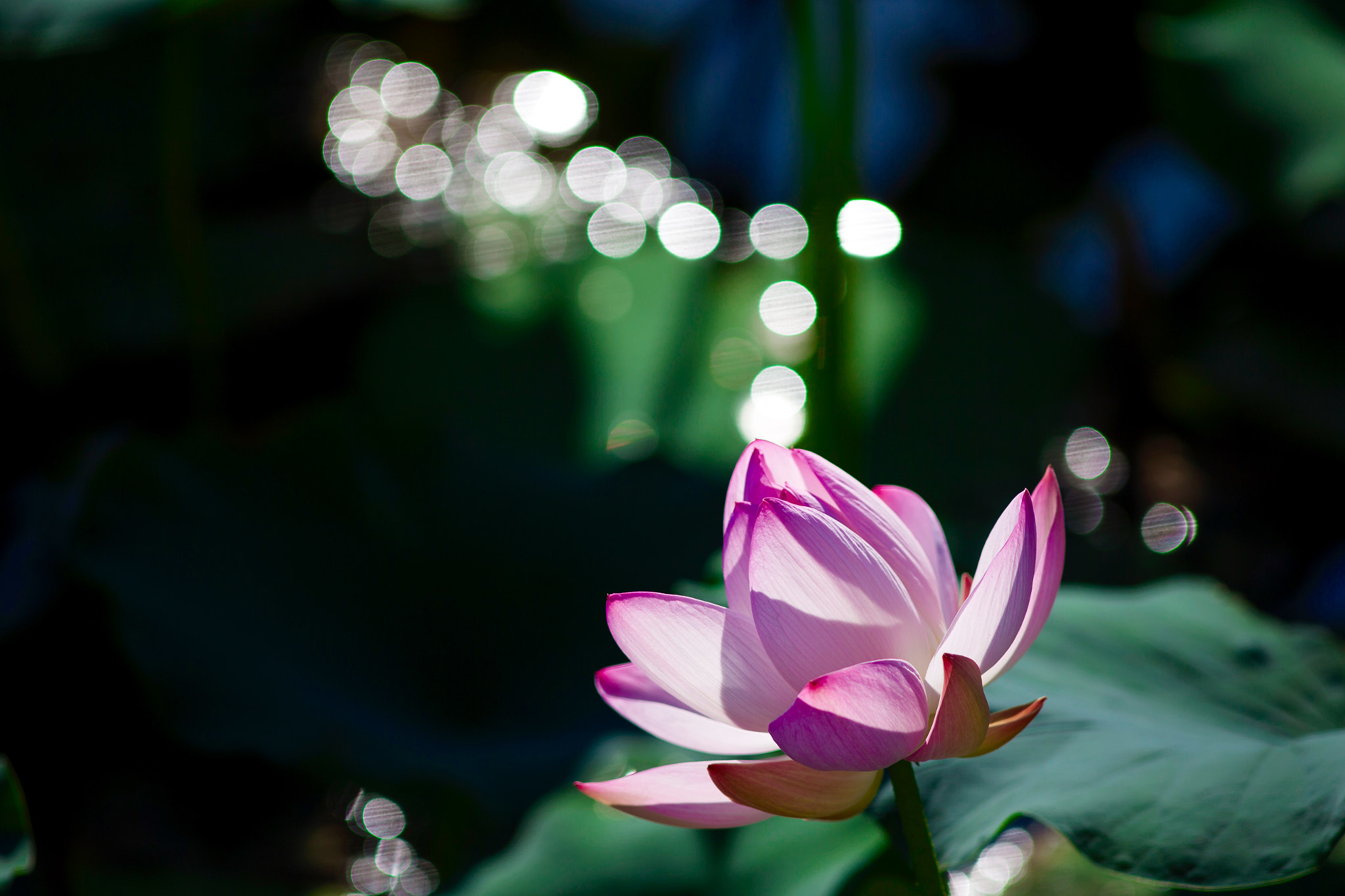 Canon EF 300mm F4L IS USM sample photo. 新荷生珠——水中的弥散圆犹如荷花吐出的颗颗珍珠 photography
