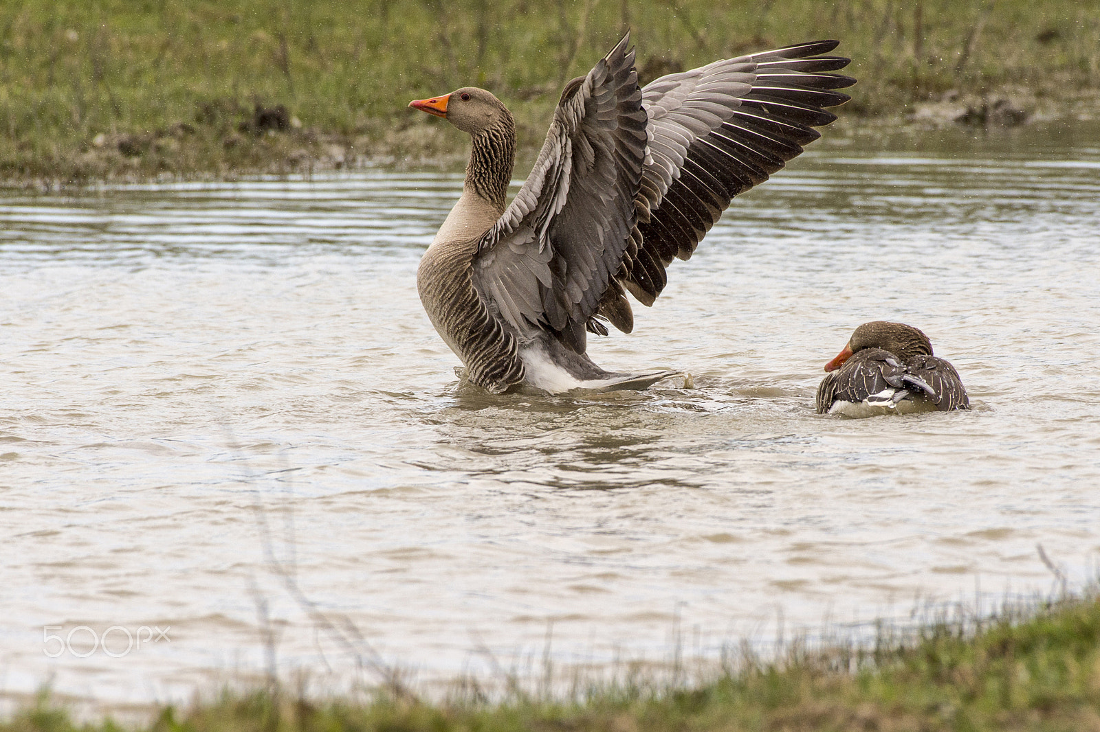 Nikon AF-S Nikkor 200-500mm F5.6E ED VR sample photo. Fitness... photography