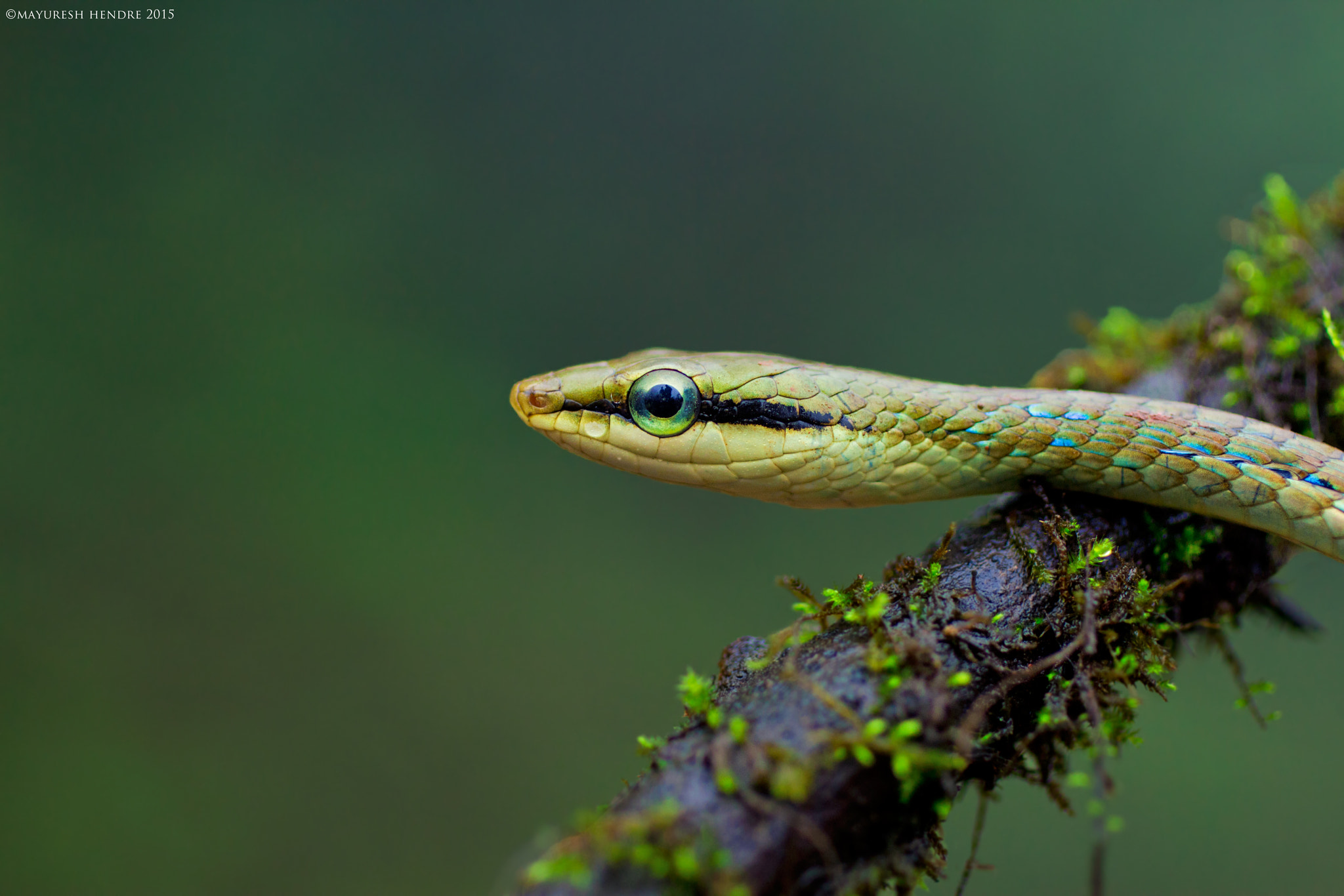 Canon EOS 600D (Rebel EOS T3i / EOS Kiss X5) + Canon EF 50mm F2.5 Macro sample photo. Giri's bronzeback tree snake photography