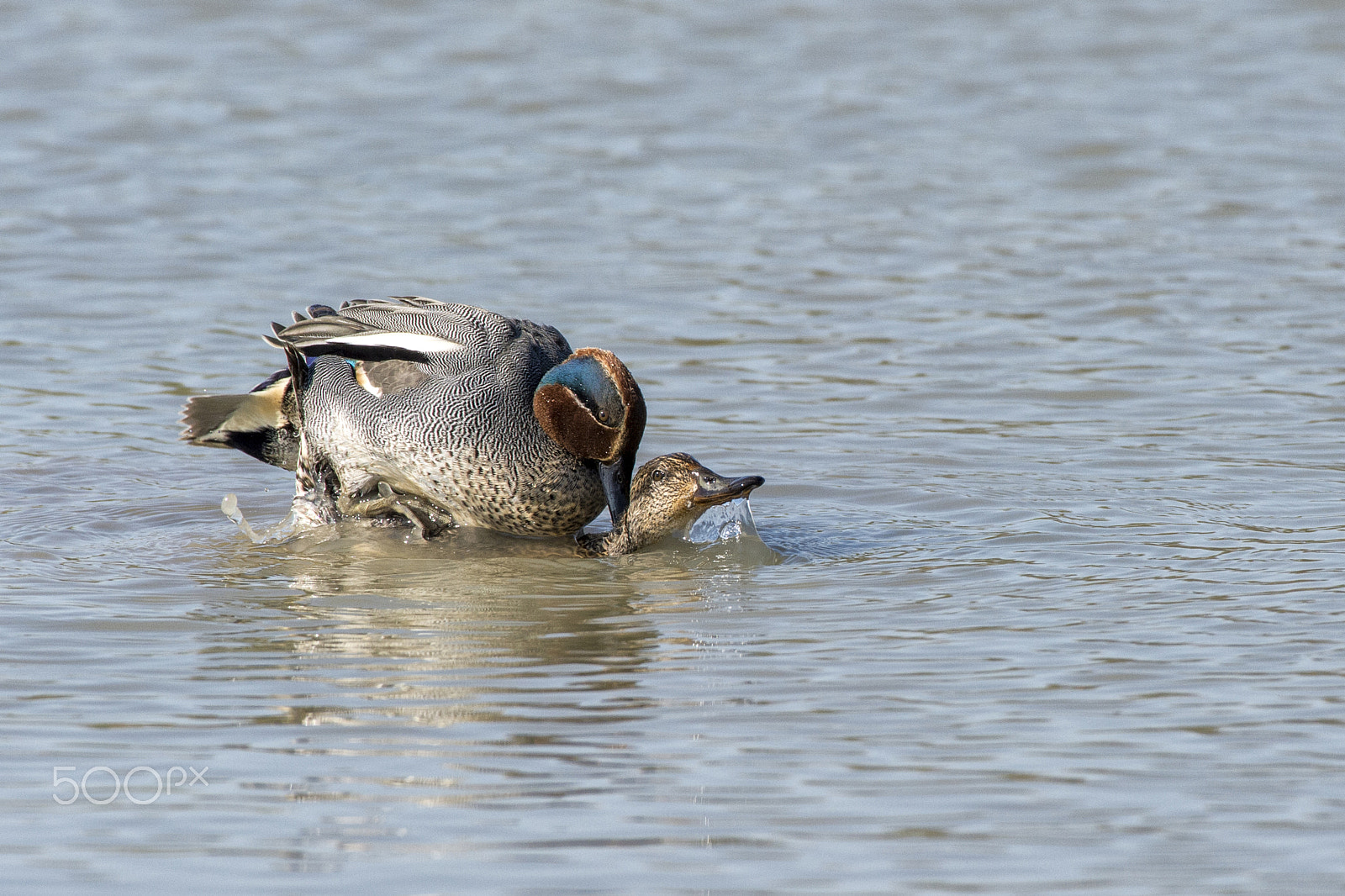 Nikon AF-S Nikkor 200-500mm F5.6E ED VR sample photo. Love... photography