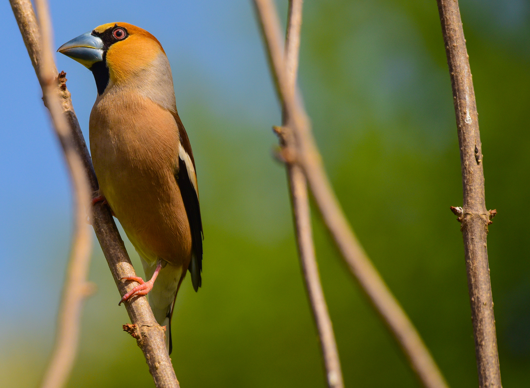 Sigma 120-400mm F4.5-5.6 DG OS HSM sample photo. Hawfinch photography