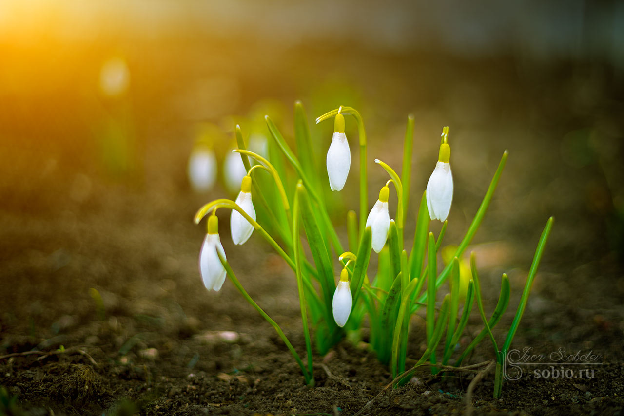 Sony a7R + Canon EF 50mm F1.8 II sample photo. Young children spring photography