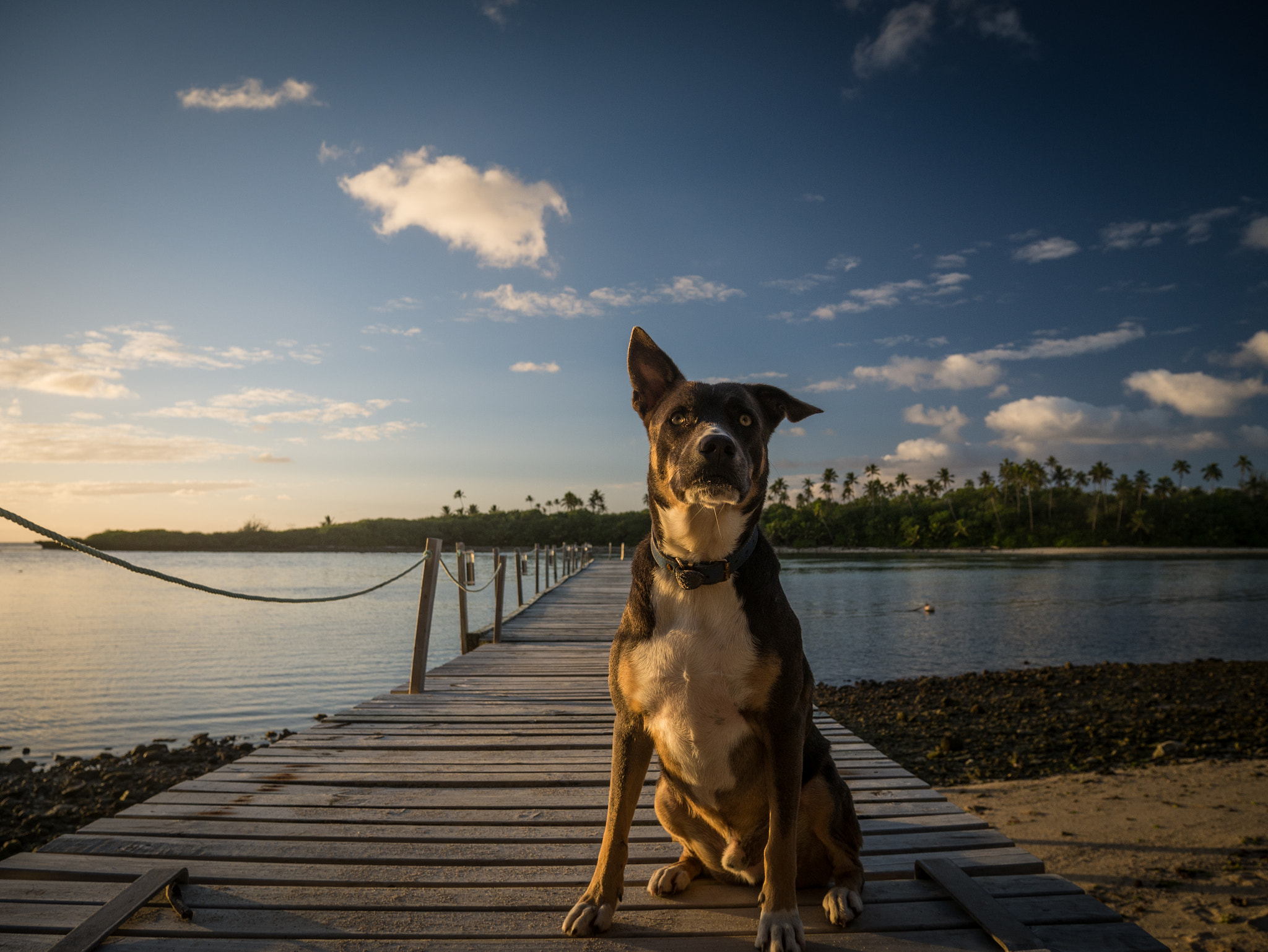 Panasonic Lumix DMC-GX7 sample photo. Doge pose photography