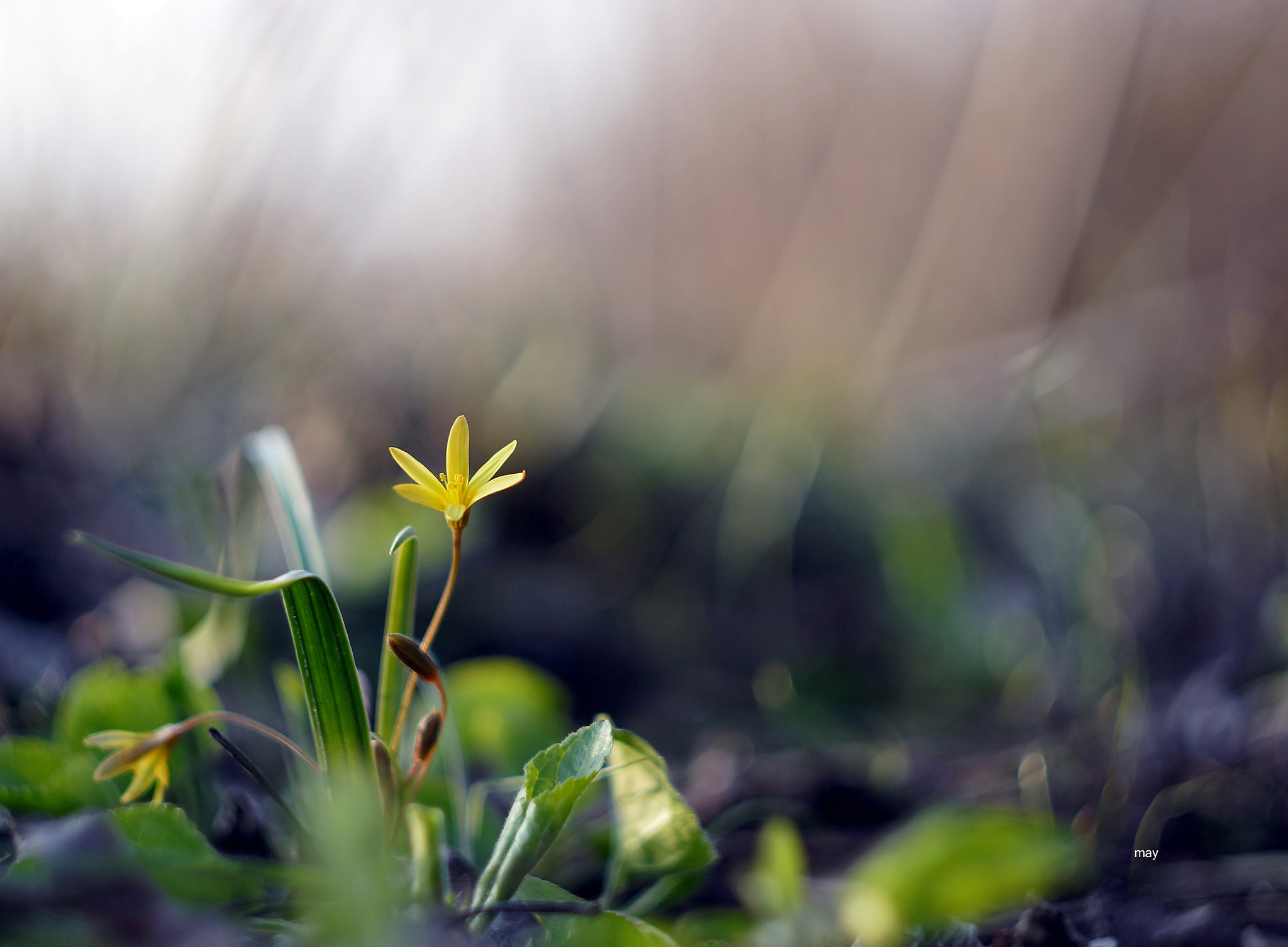 Sony SLT-A65 (SLT-A65V) + Minolta AF 50mm F1.7 sample photo. гусиный лучок photography