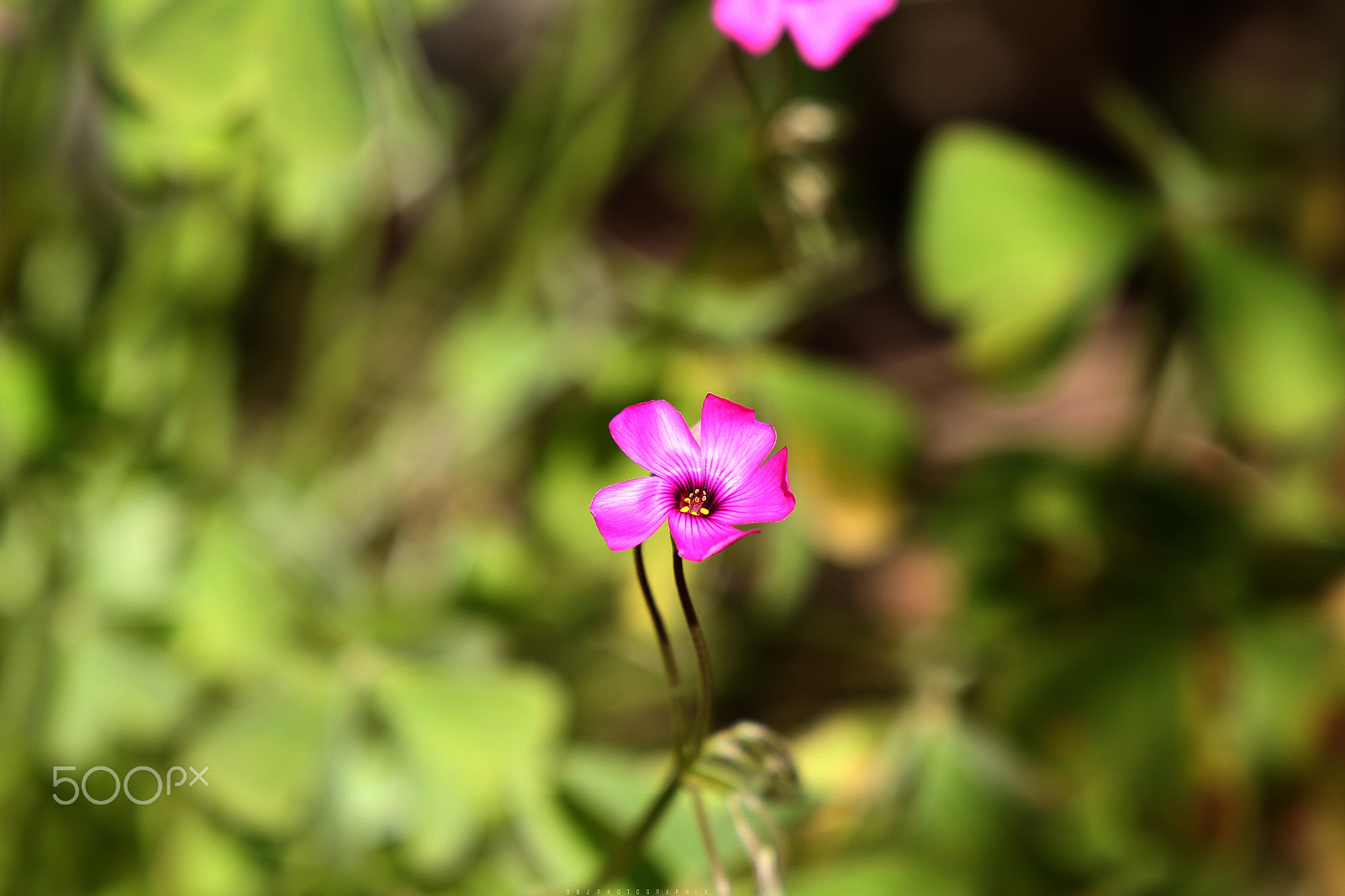Canon EOS 7D Mark II + Canon EF 24-105mm F3.5-5.6 IS STM sample photo. Pink flower photography