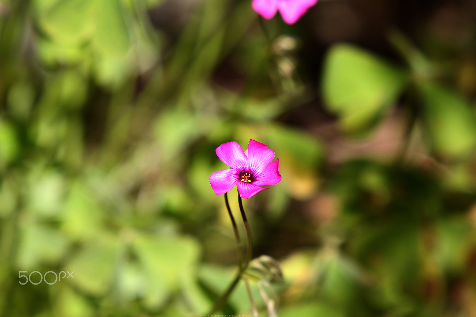 Canon EF 24-105mm F3.5-5.6 IS STM sample photo. Pink flower photography