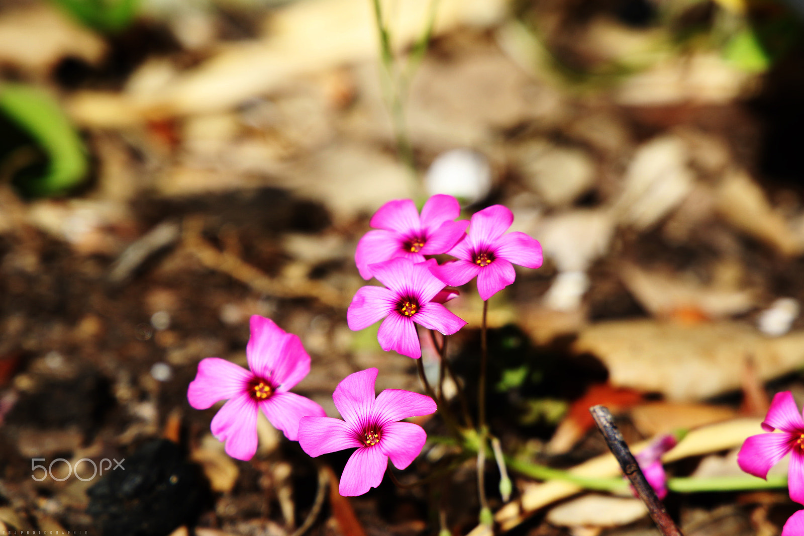 Canon EF 24-105mm F3.5-5.6 IS STM sample photo. Group of flowers photography