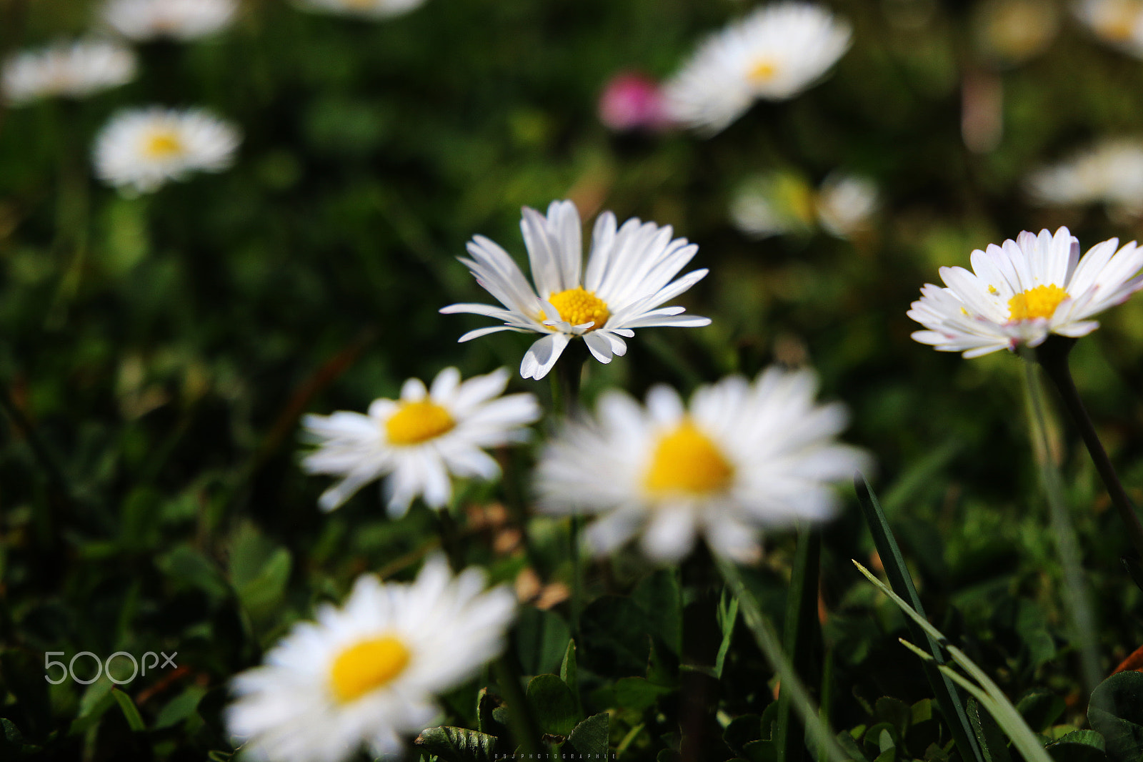 Canon EF 24-105mm F3.5-5.6 IS STM sample photo. Garden's flowers photography