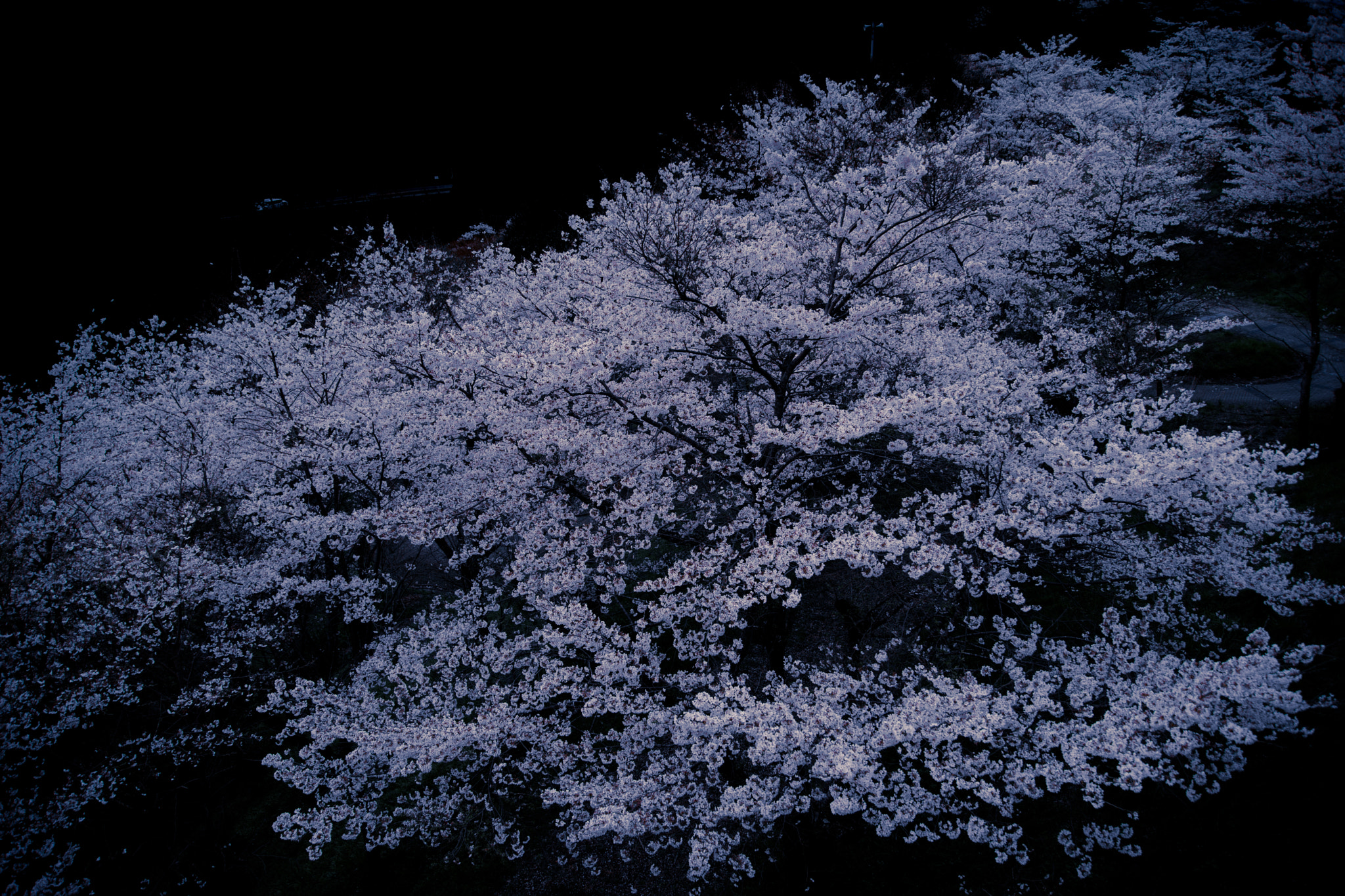 24-105mm F4 sample photo. 或る春（some spring） photography