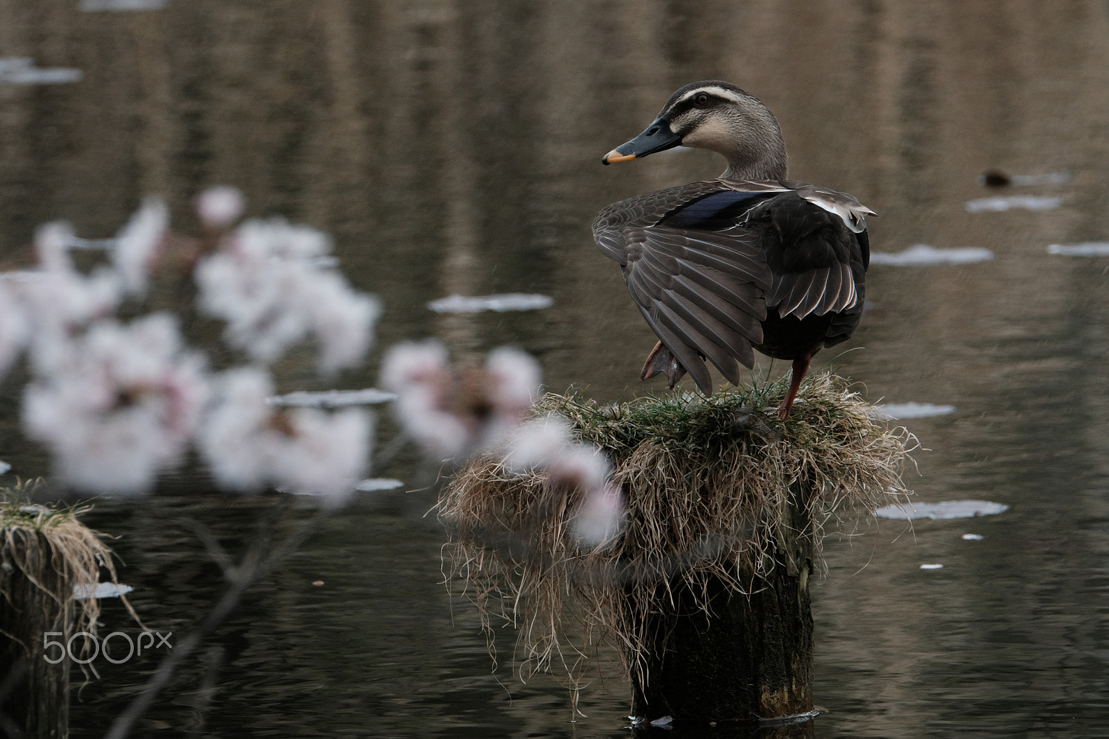 Fujifilm XF 100-400mm F4.5-5.6 R LM OIS WR sample photo. Sakura and a duck photography