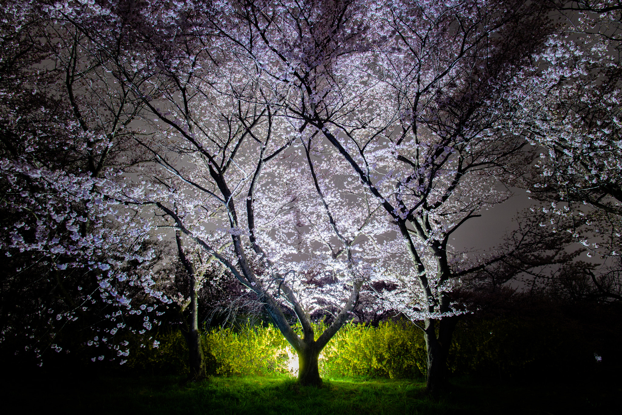Nikon D5 sample photo. My original lighted-up cherry blossoms photography