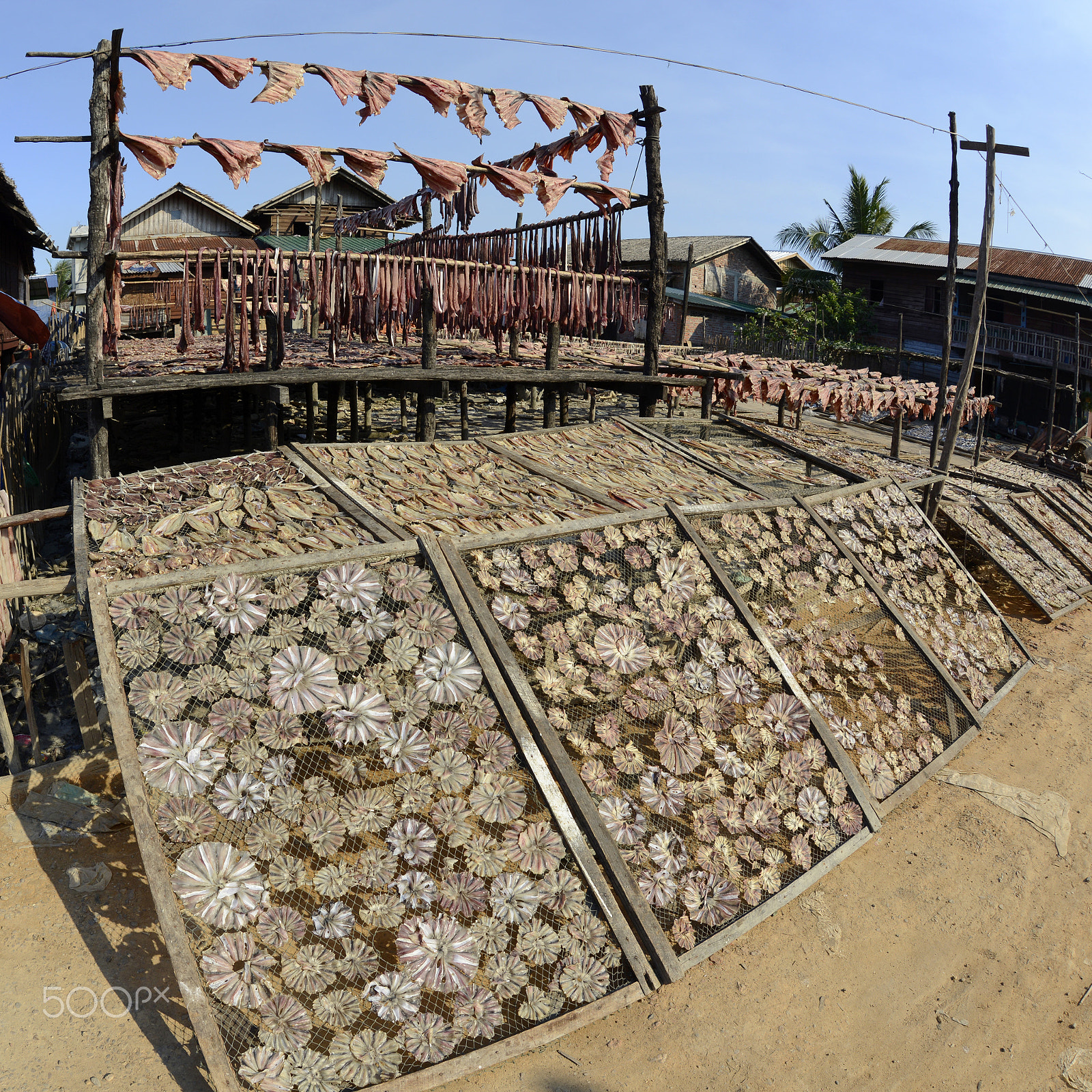 Nikon D800 + Sigma 15mm F2.8 EX DG Diagonal Fisheye sample photo. Asia myanmar myeik dry fish production photography