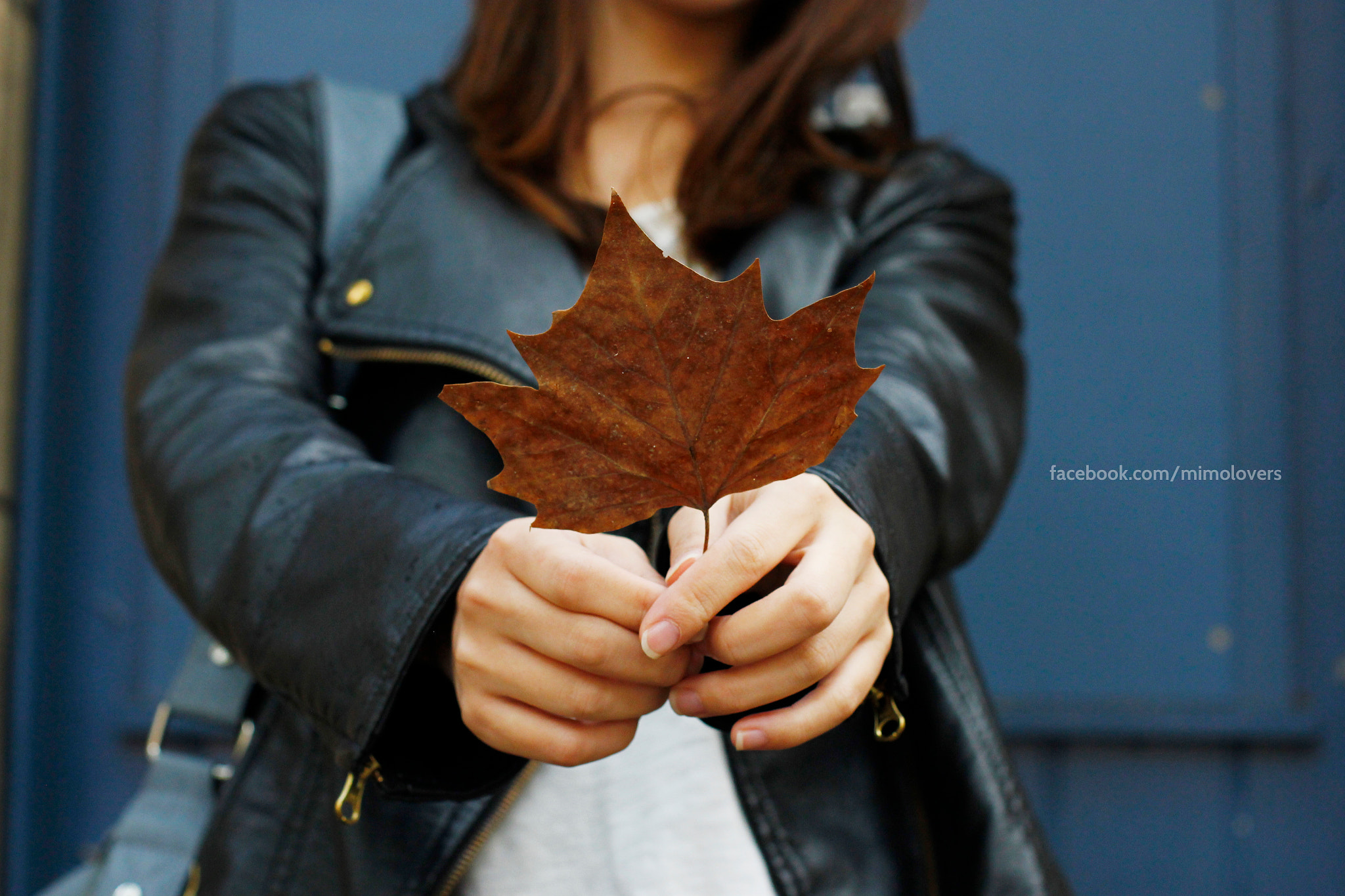 Canon EOS 550D (EOS Rebel T2i / EOS Kiss X4) + Canon EF 50mm F1.4 USM sample photo. Autumn is coming photography