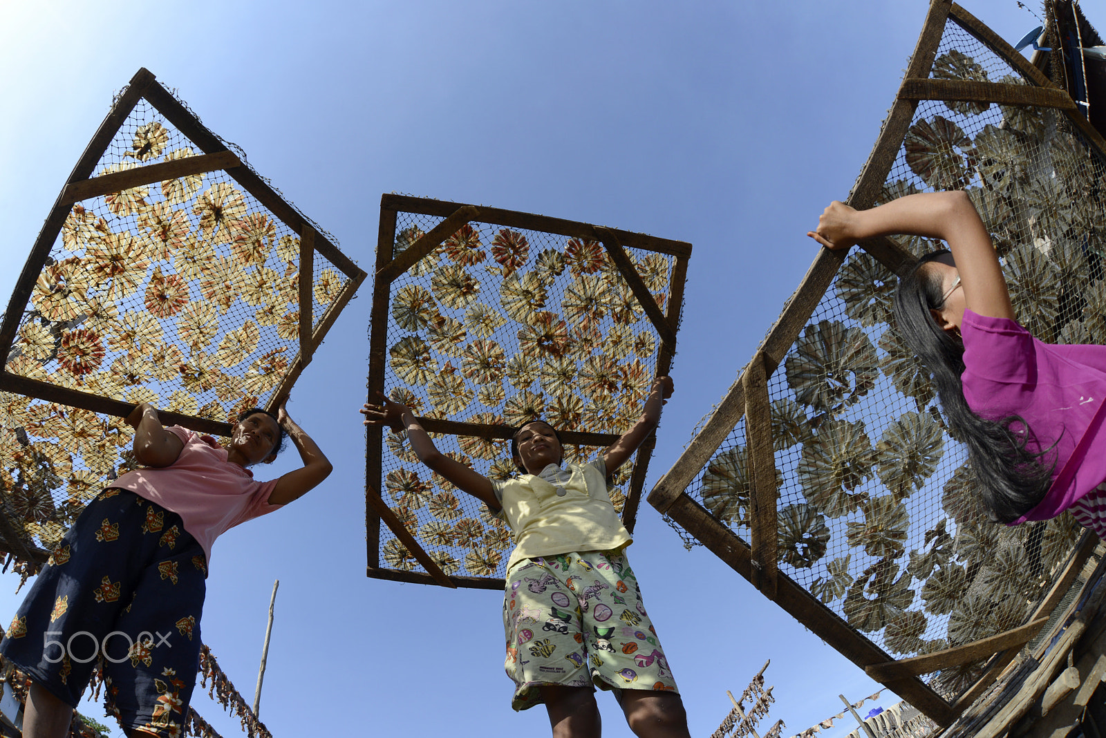 Nikon D800 + Sigma 15mm F2.8 EX DG Diagonal Fisheye sample photo. Asia myanmar myeik dry fish production photography