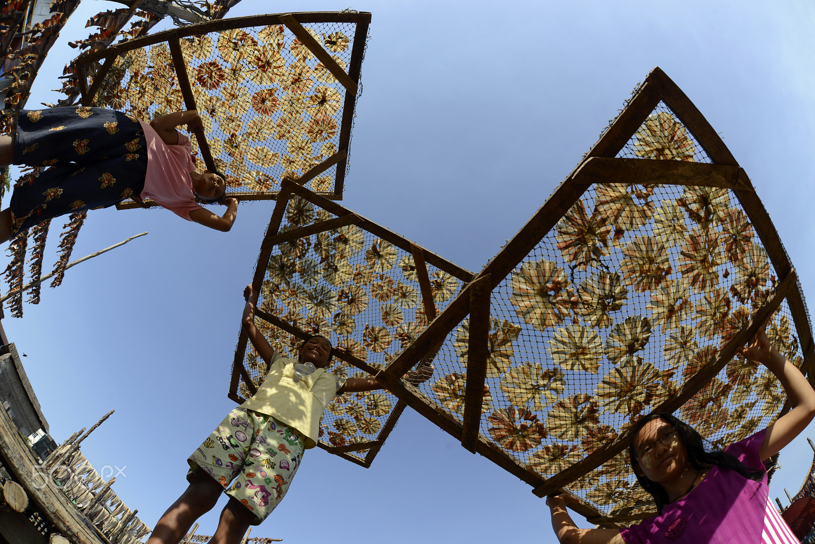 Nikon D800 + Sigma 15mm F2.8 EX DG Diagonal Fisheye sample photo. Asia myanmar myeik dry fish production photography