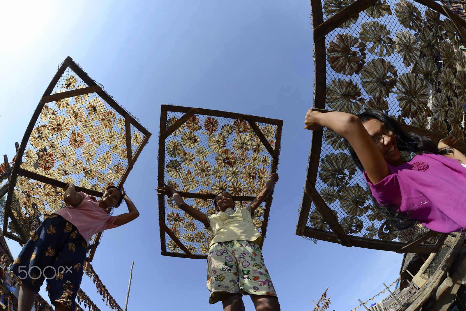 Nikon D800 + Sigma 15mm F2.8 EX DG Diagonal Fisheye sample photo. Asia myanmar myeik dry fish production photography