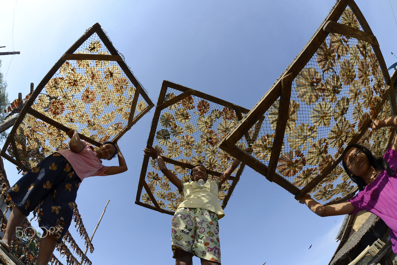 Nikon D800 + Sigma 15mm F2.8 EX DG Diagonal Fisheye sample photo. Asia myanmar myeik dry fish production photography