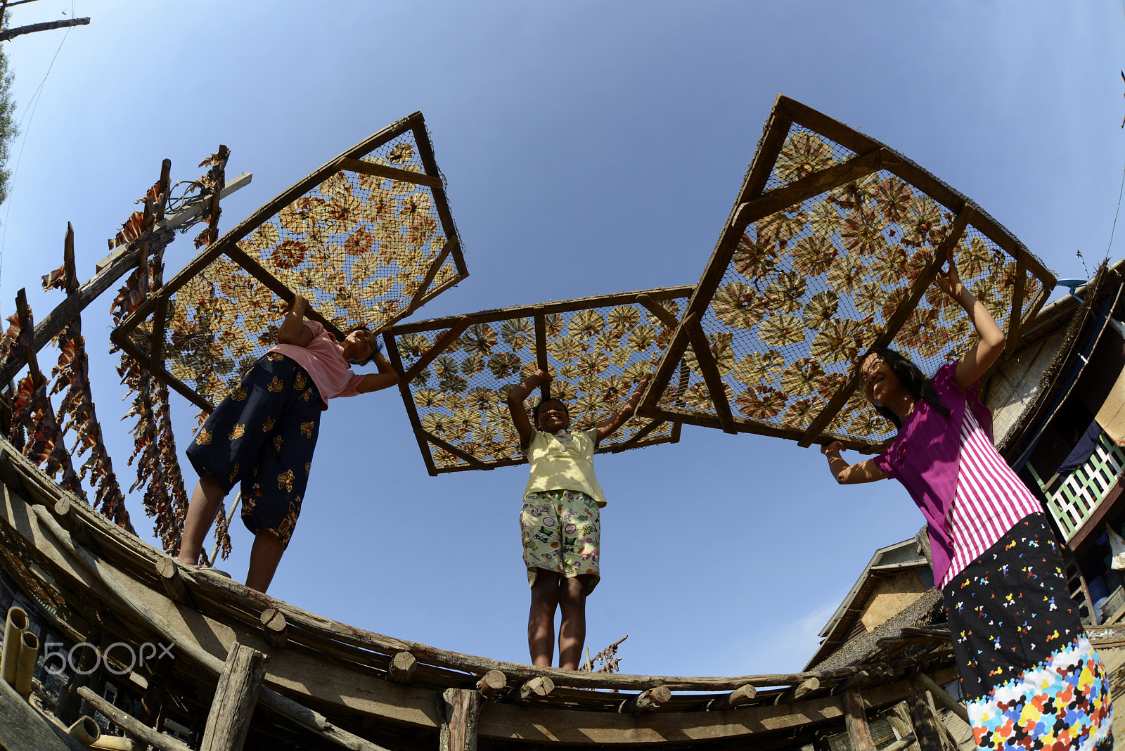Nikon D800 + Sigma 15mm F2.8 EX DG Diagonal Fisheye sample photo. Asia myanmar myeik dry fish production photography