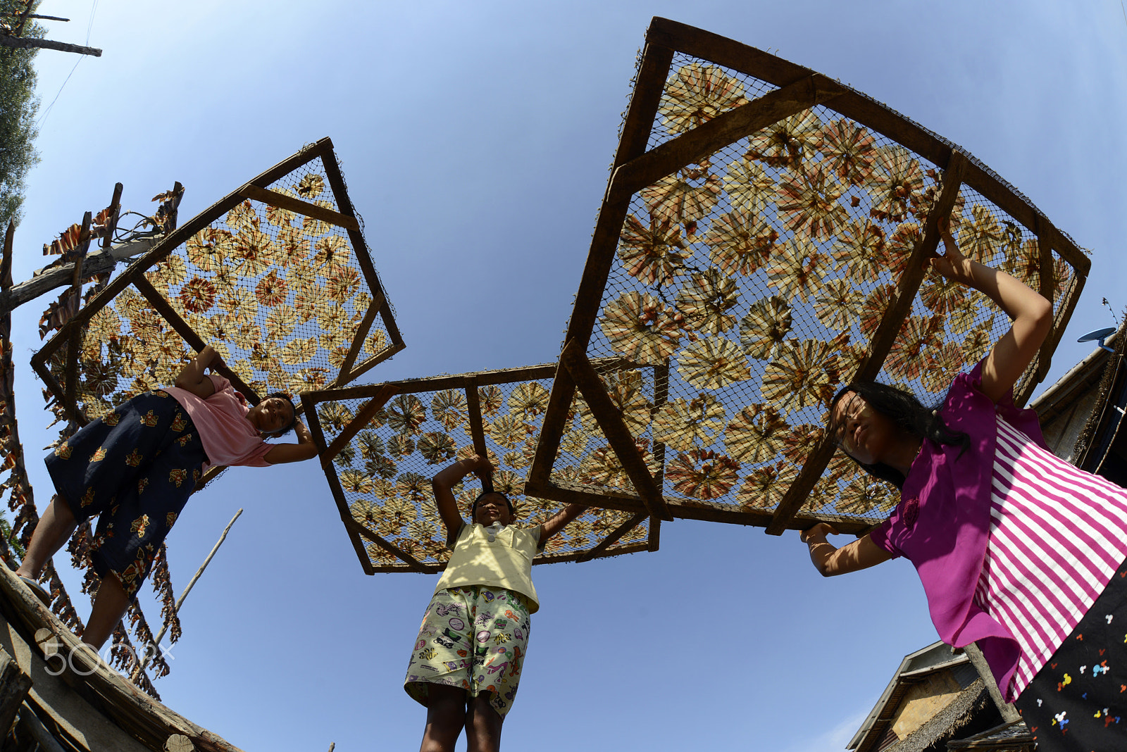 Nikon D800 + Sigma 15mm F2.8 EX DG Diagonal Fisheye sample photo. Asia myanmar myeik dry fish production photography
