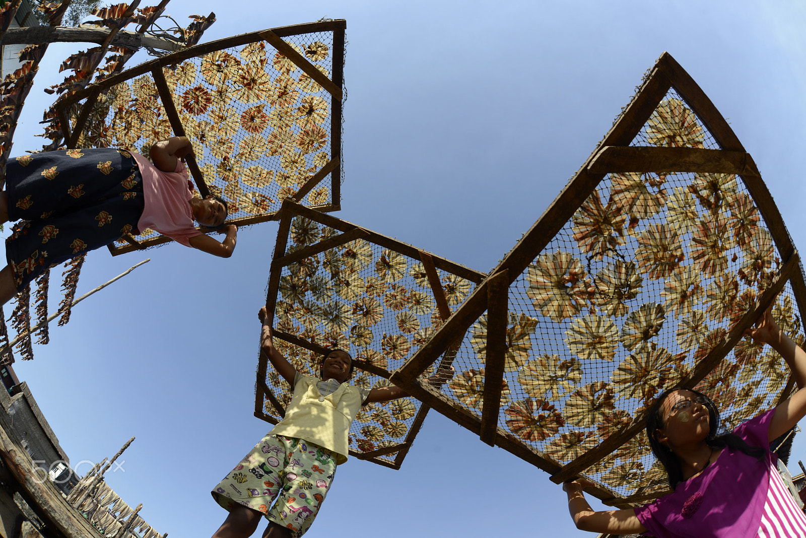 Nikon D800 + Sigma 15mm F2.8 EX DG Diagonal Fisheye sample photo. Asia myanmar myeik dry fish production photography