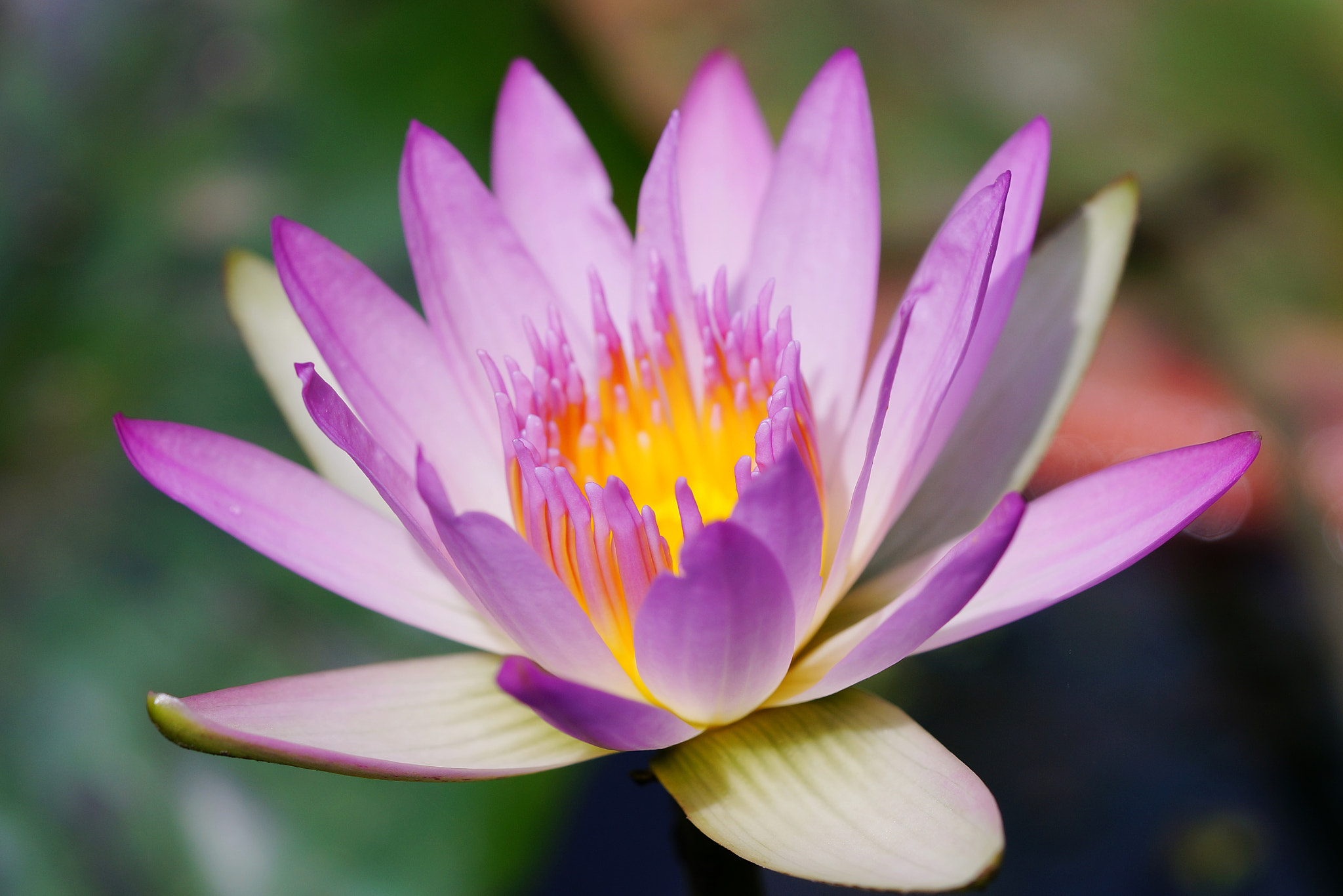 Sony Alpha NEX-6 + Sony FE 90mm F2.8 Macro G OSS sample photo. Water lily photography