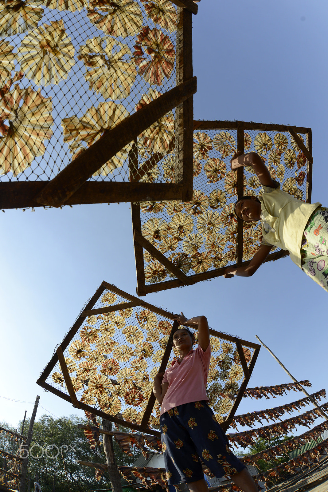 Nikon D800 + Sigma 15mm F2.8 EX DG Diagonal Fisheye sample photo. Asia myanmar myeik dry fish production photography