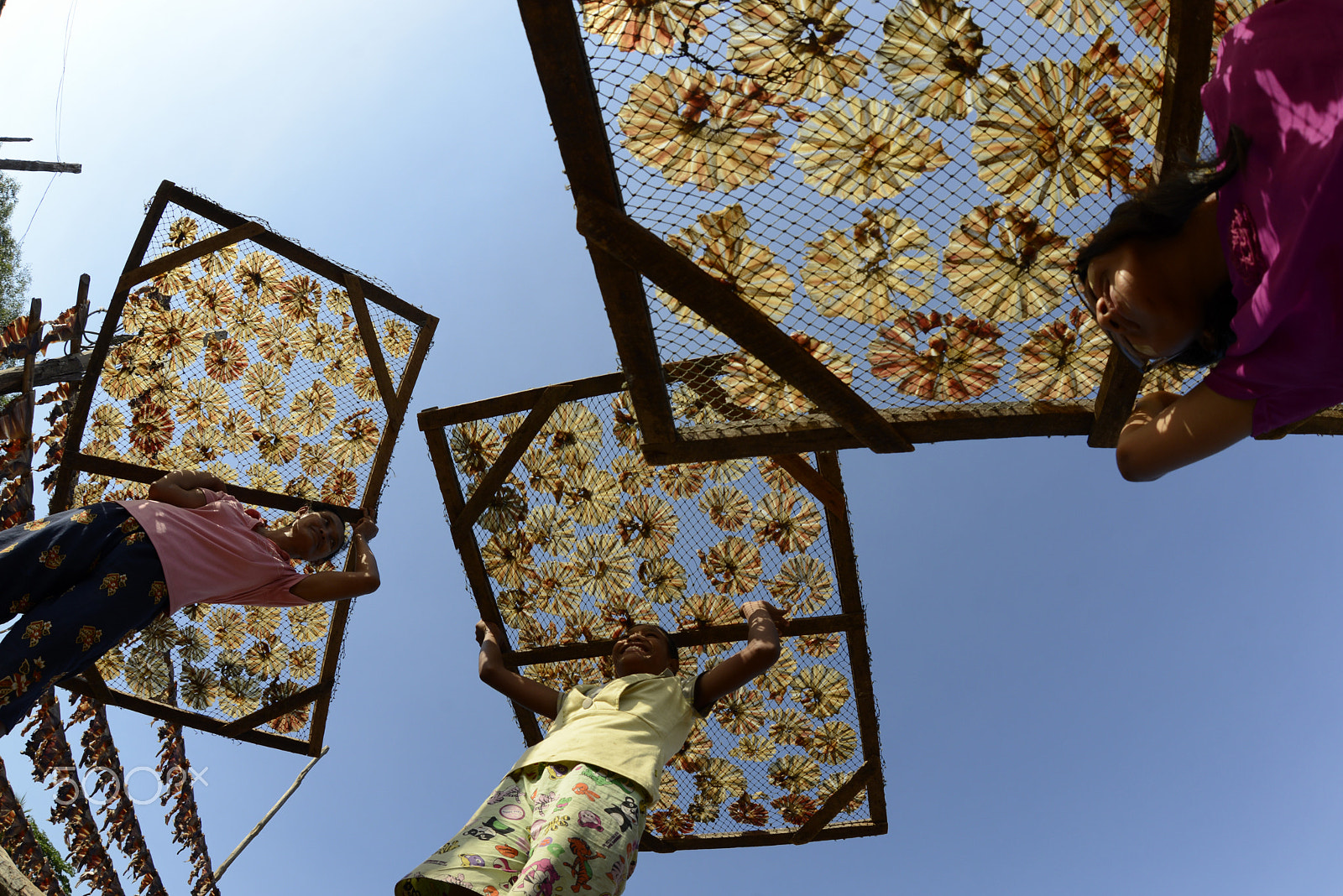 Nikon D800 + Sigma 15mm F2.8 EX DG Diagonal Fisheye sample photo. Asia myanmar myeik dry fish production photography