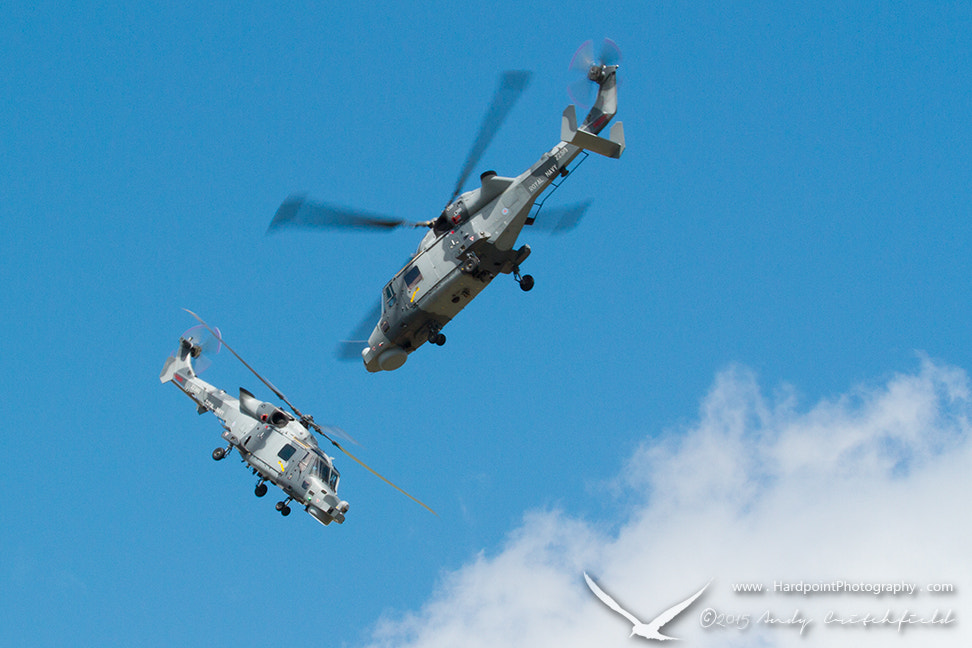 Canon EF 100-400mm F4.5-5.6L IS II USM sample photo. The black cats photography