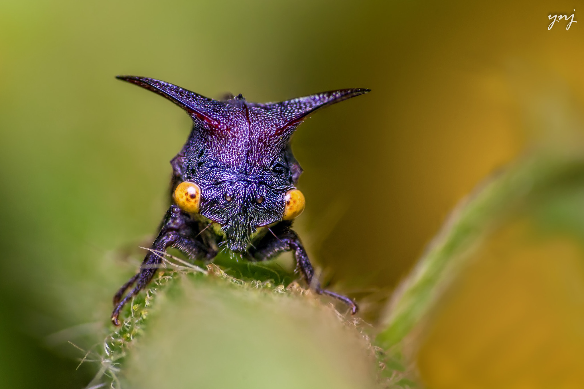 Sigma 70-300mm F4-5.6 APO DG Macro sample photo. Eyes that match the background! photography