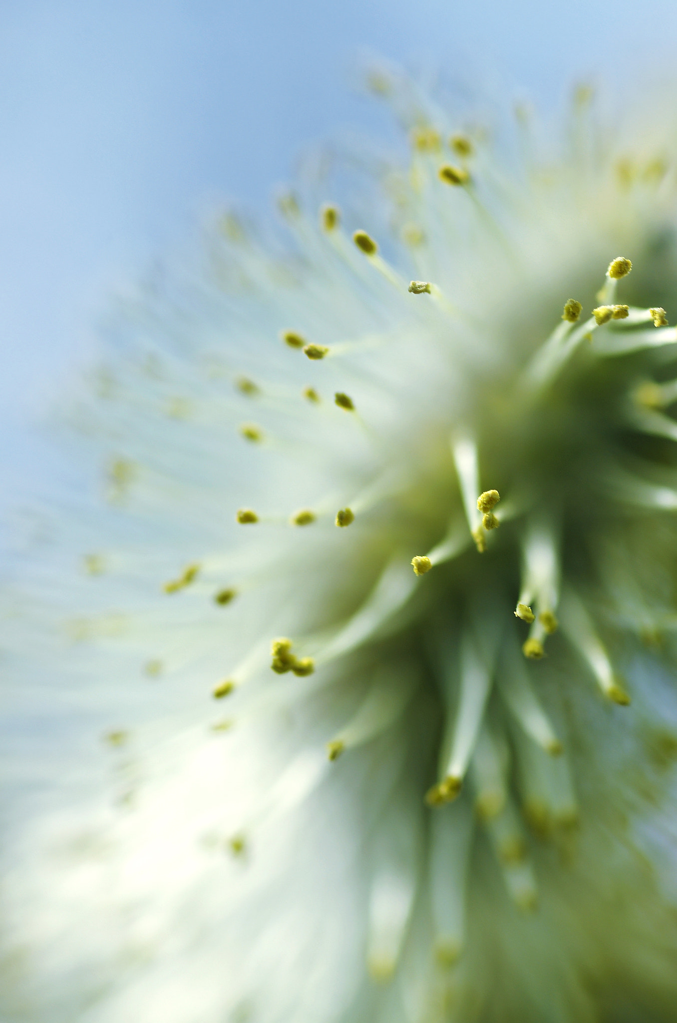 Pentax smc D-FA 50mm F2.8 Macro sample photo. Weidenkätzchen photography