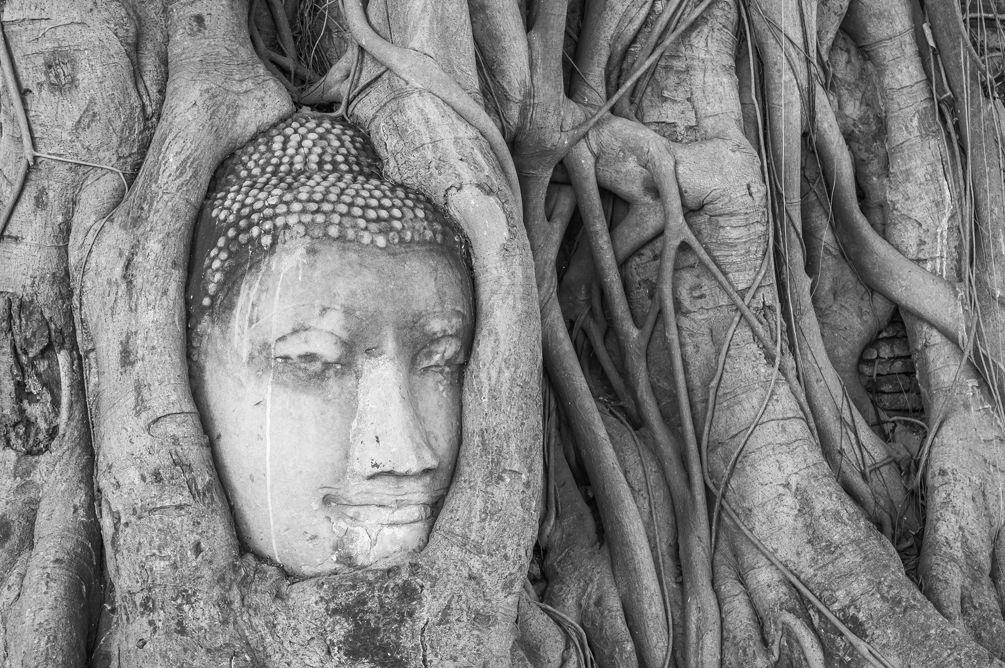 Sony Alpha DSLR-A550 + Sony DT 50mm F1.8 SAM sample photo. Buddha 's head in the tree roots photography