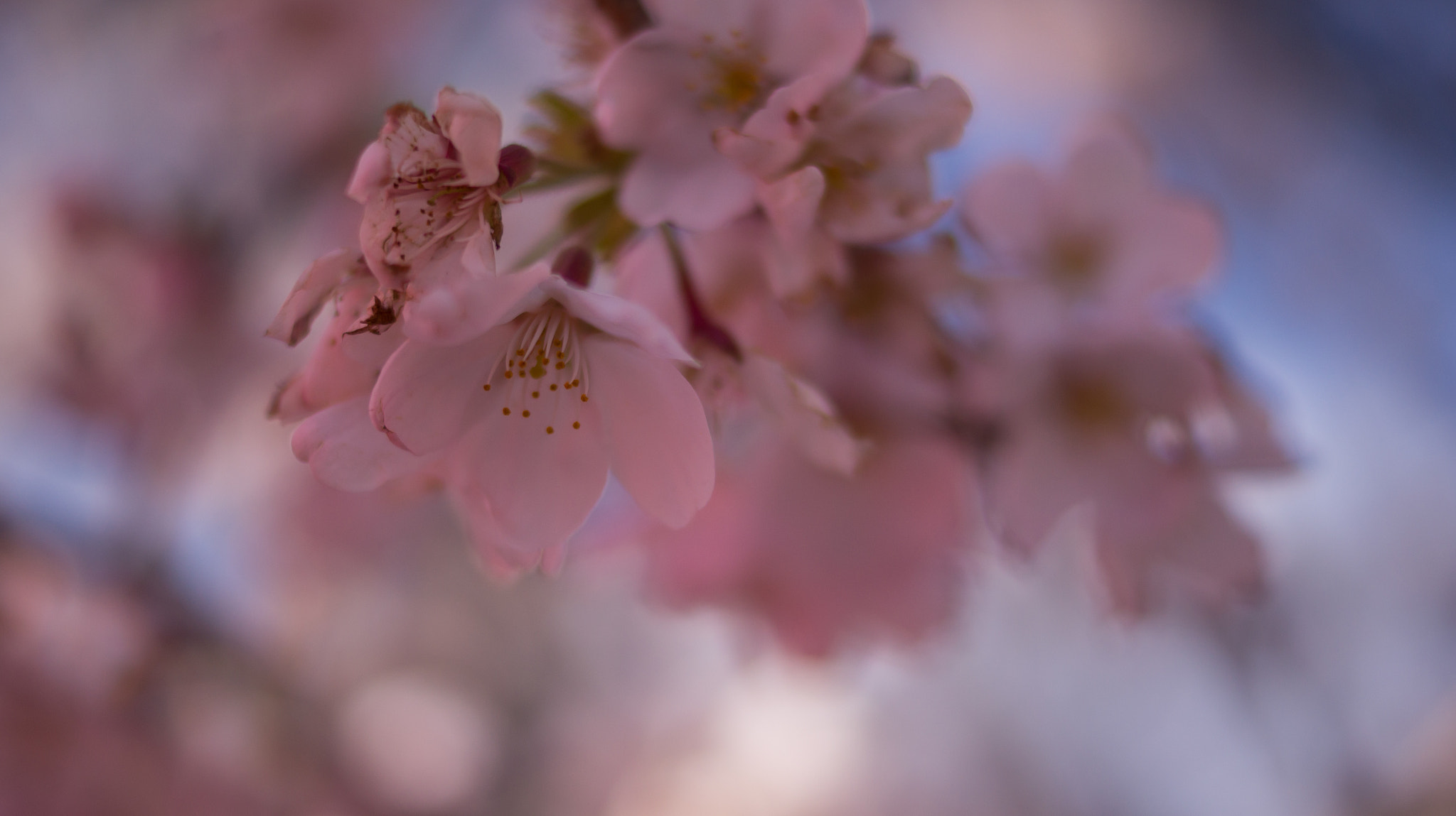 Sony SLT-A33 sample photo. Cherry blossom photography
