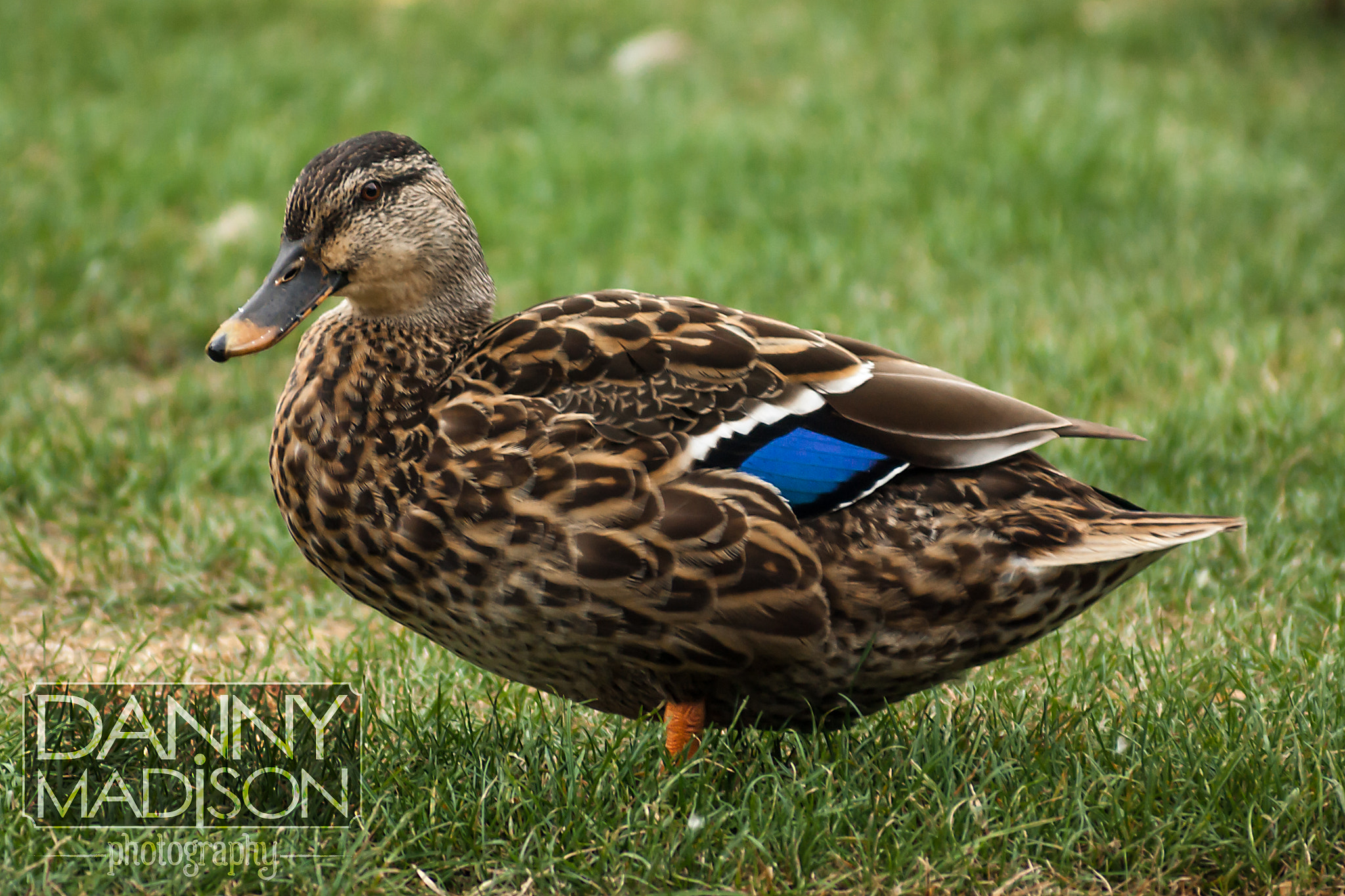 Canon EOS 1000D (EOS Digital Rebel XS / EOS Kiss F) + Canon EF 70-210mm f/4 sample photo. Curious duck photography