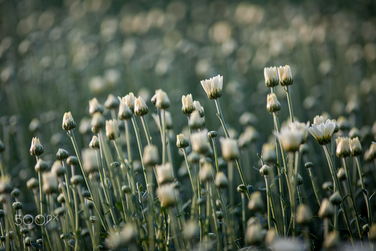 Canon EF 200mm F2.8L II USM sample photo. Chrysanthemum photography