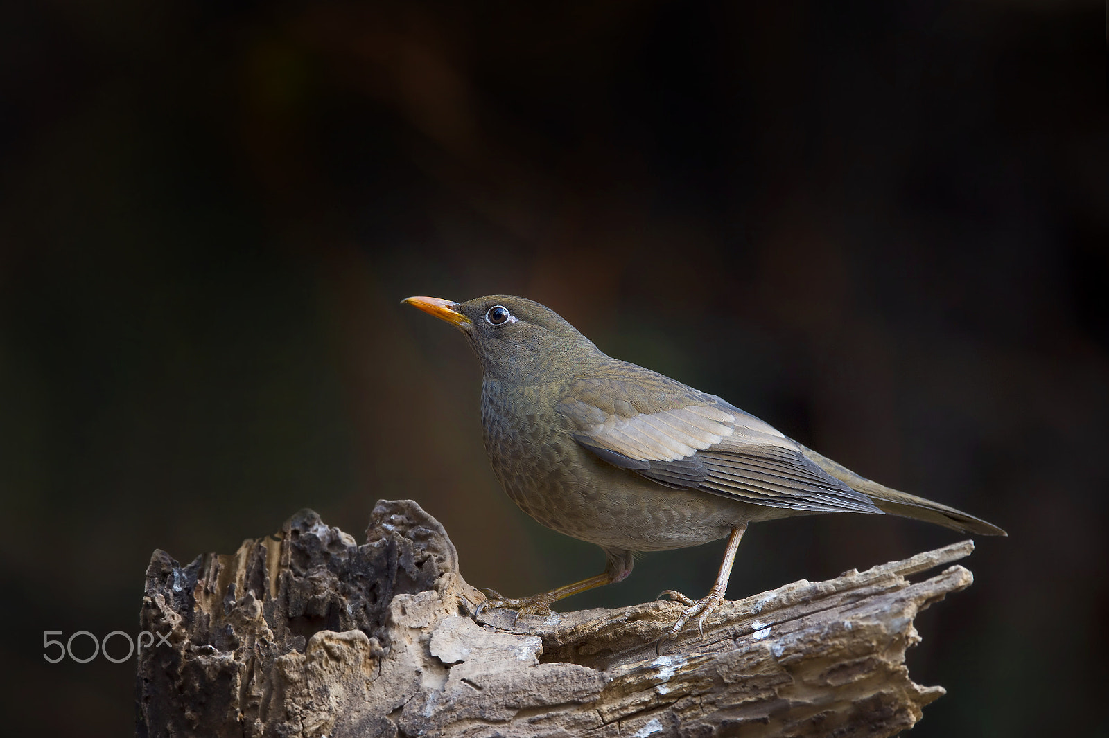 Nikon D4 sample photo. Grey-winged blackbird (f) photography