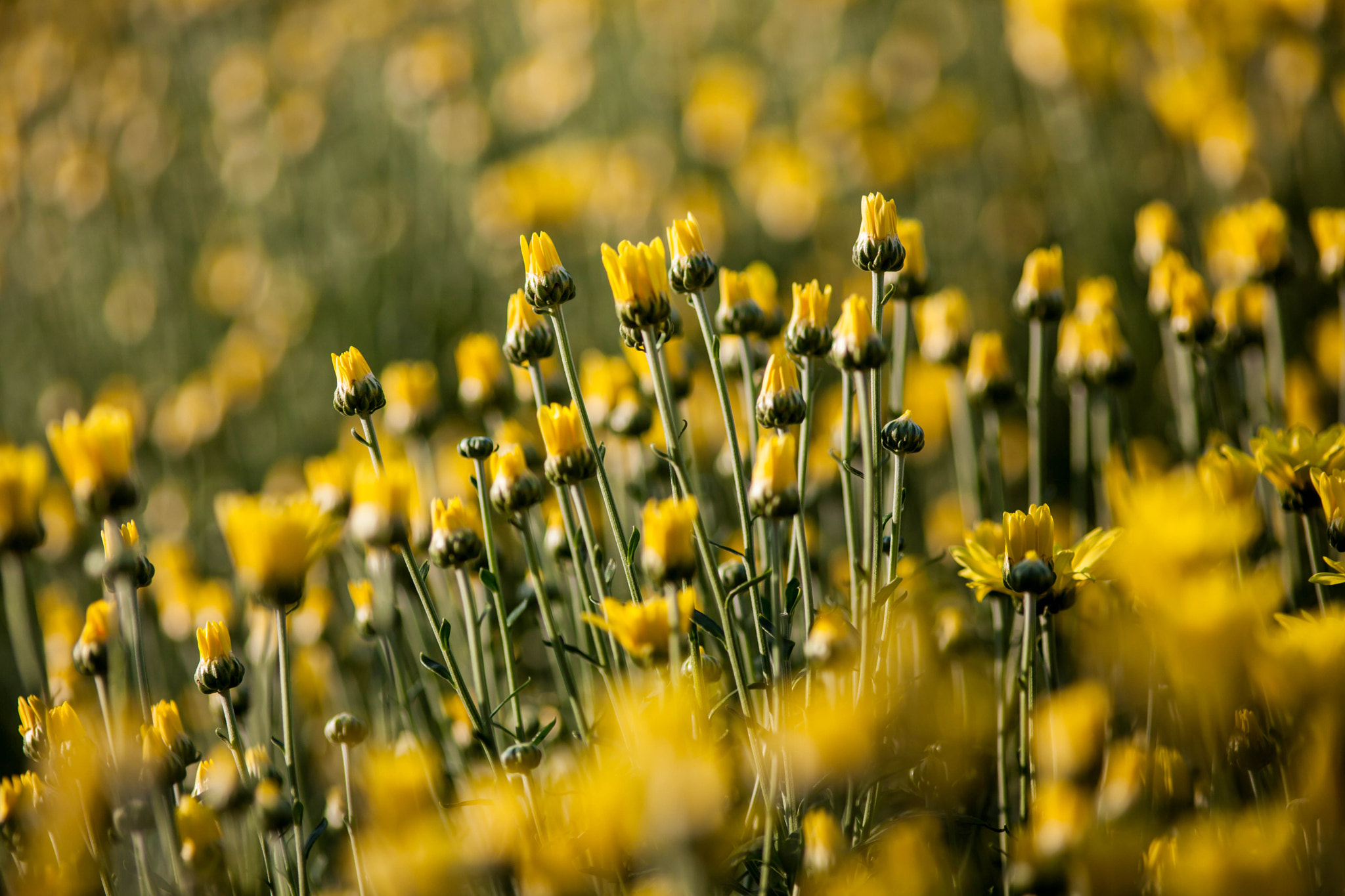 Canon EF 200mm F2.8L II USM sample photo. Chrysanthemum photography