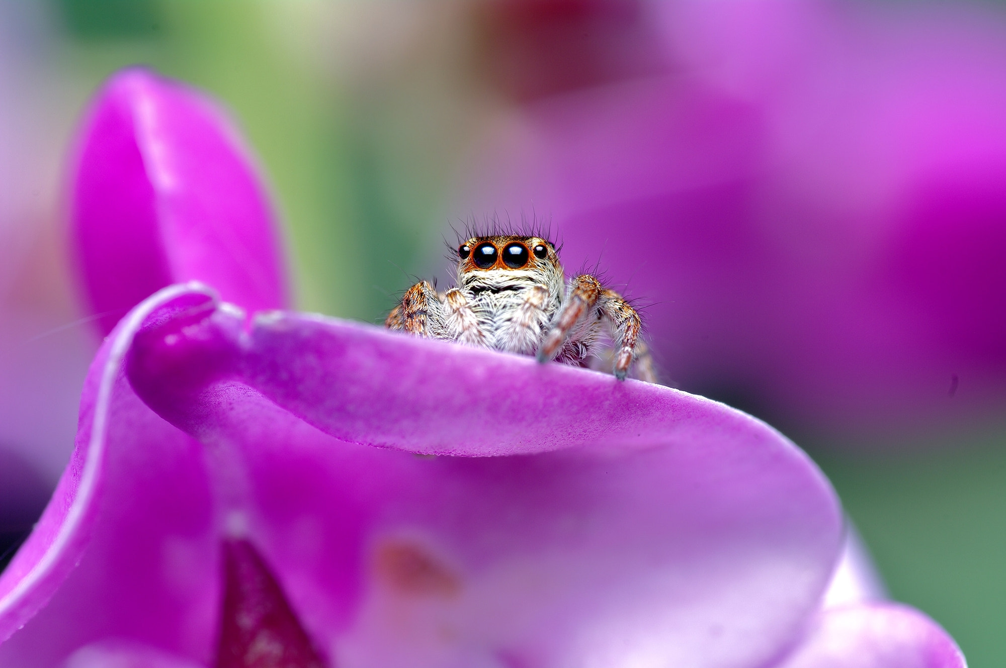 Samsung GX-20 + Pentax smc D-FA 100mm F2.8 macro sample photo. Jumping spider photography