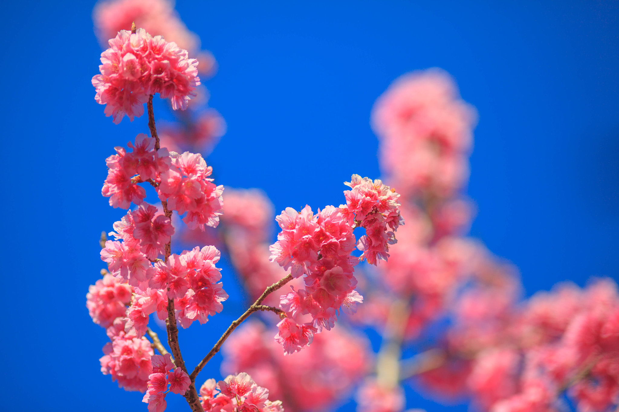 Canon EF 200mm F2.8L II USM sample photo. Sakura photography